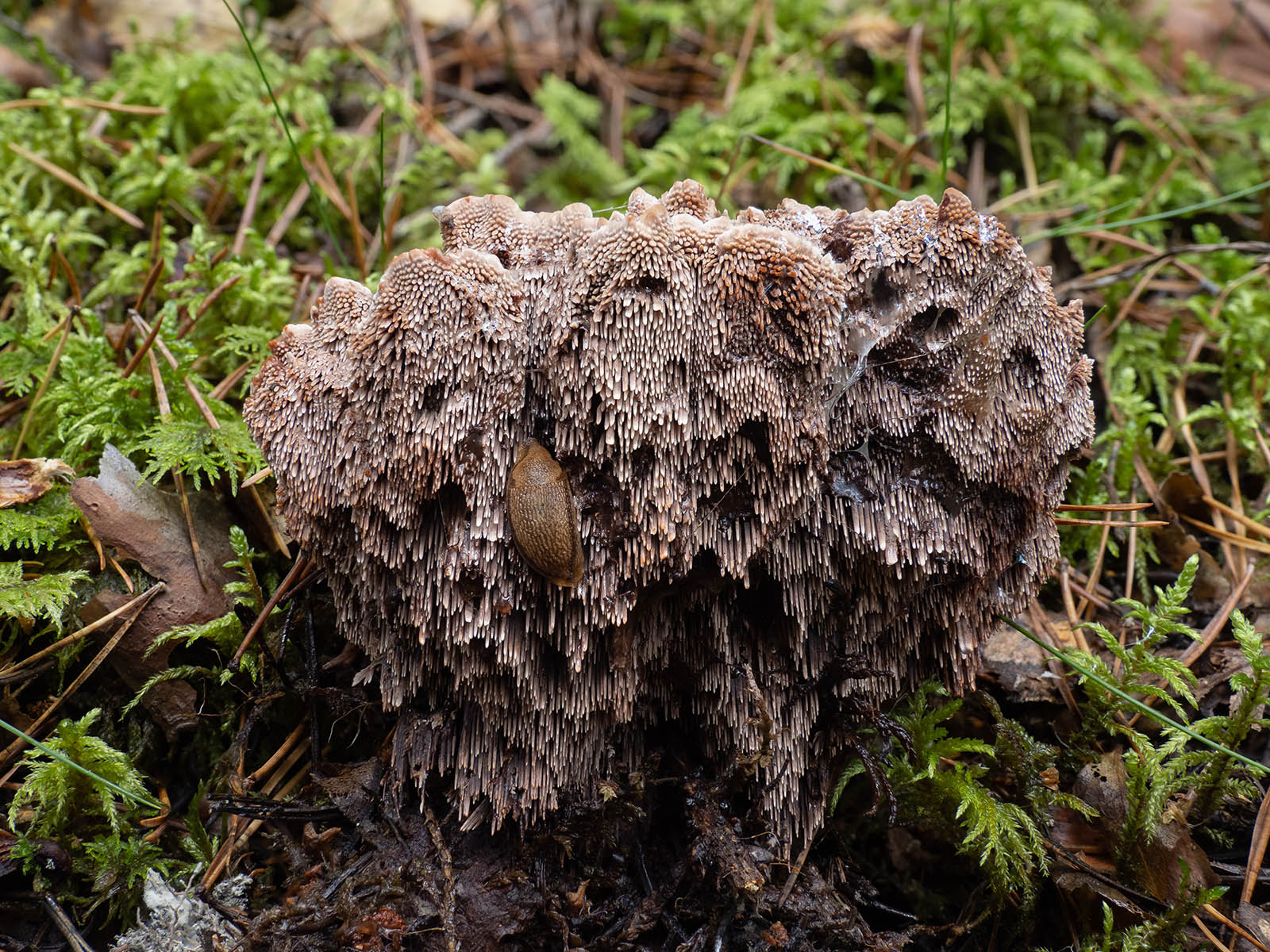 Гиднеллум ржавчинный (Hydnellum ferrugineum) 
в природном парке G?rv?ln, октябрь 2020 года. Автор фото: Сутормина Марина