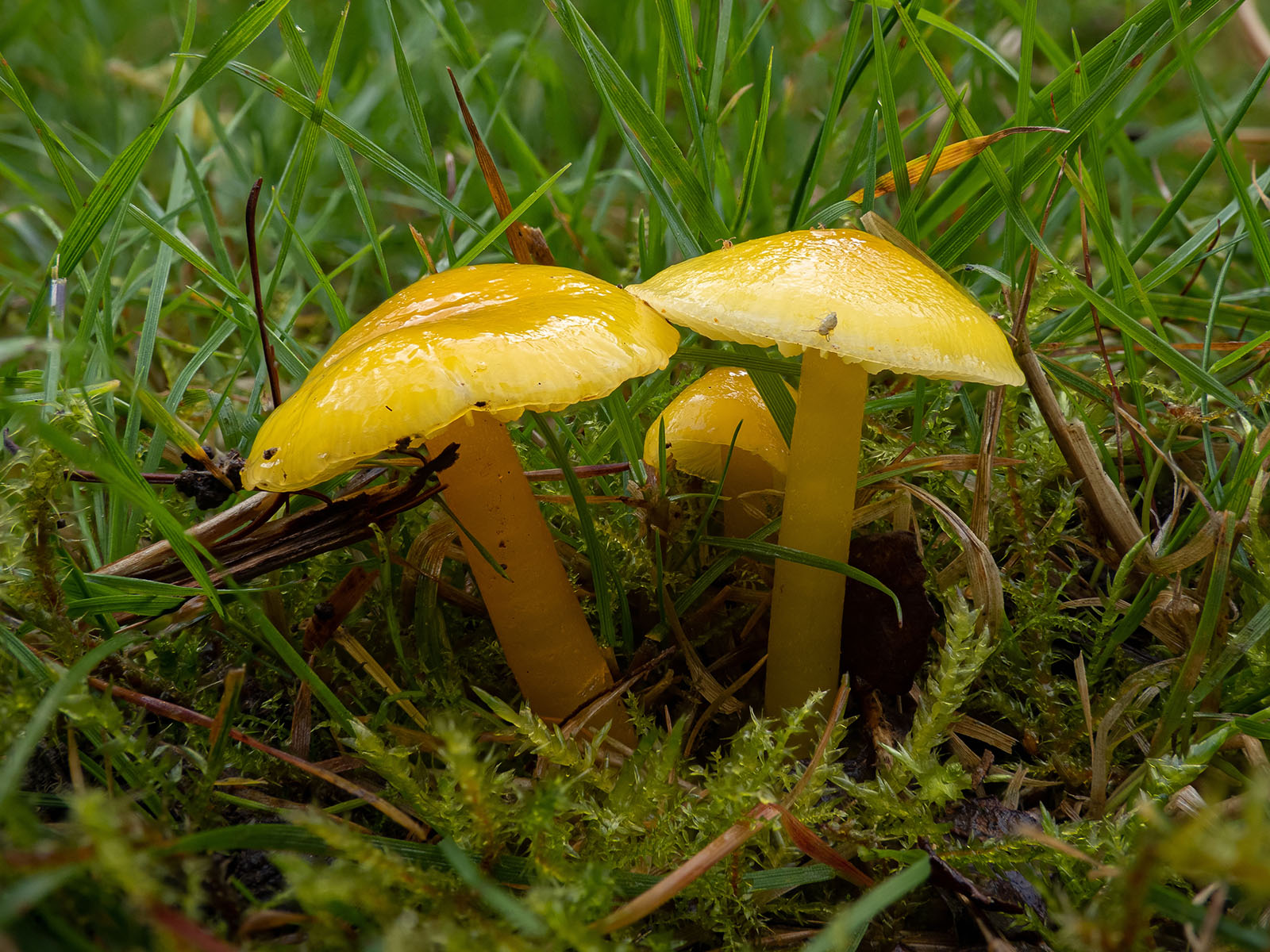 Гигроцибе жёлто-зелёная (Hygrocybe chlorophana) на пастбище в лесу, Стокгольм, октябрь 2020 года. Автор фото: Сутормина Марина