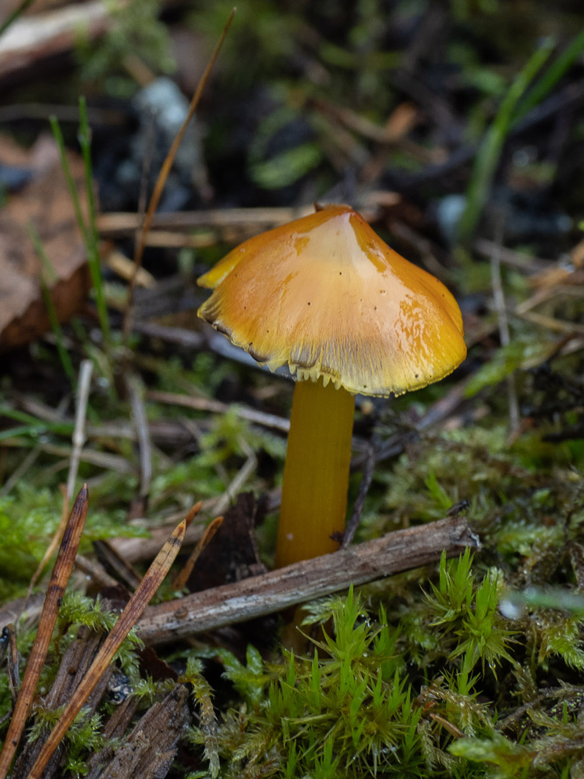Гигроцибе коническая (Hygrocybe conica) на пастбище в лесу, Стокгольм, октябрь 2020 года. Автор фото: Сутормина Марина