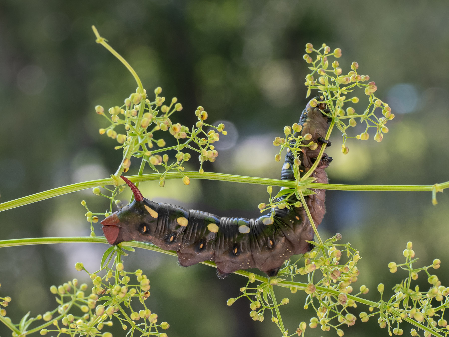 Гусеница бражника подмаренникового (Hyles gallii) в природном парке G?rvaln. Автор фото: Сутормина Марина