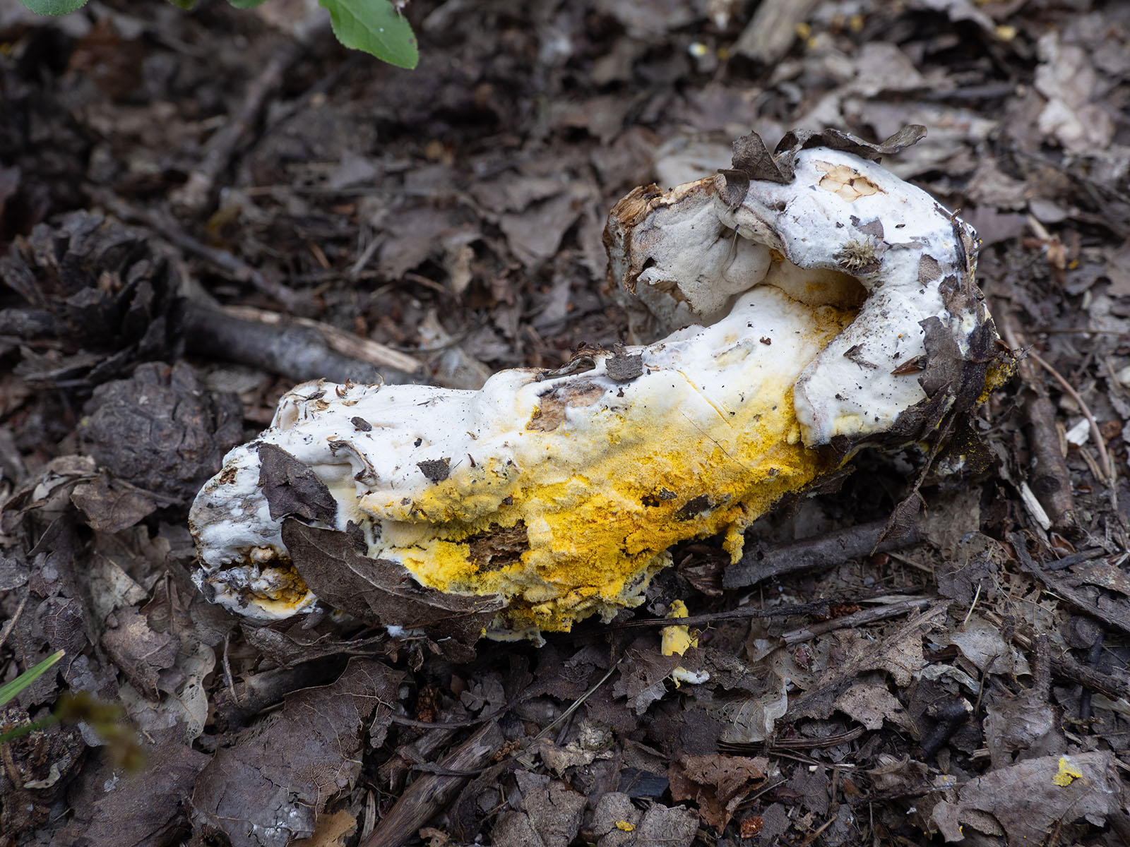 Гипомицес золотистоспоровый (Hypomyces chrysospermus), природный парк G?rv?ln, июль 2020 года. Автор фото: Сутормина Марина