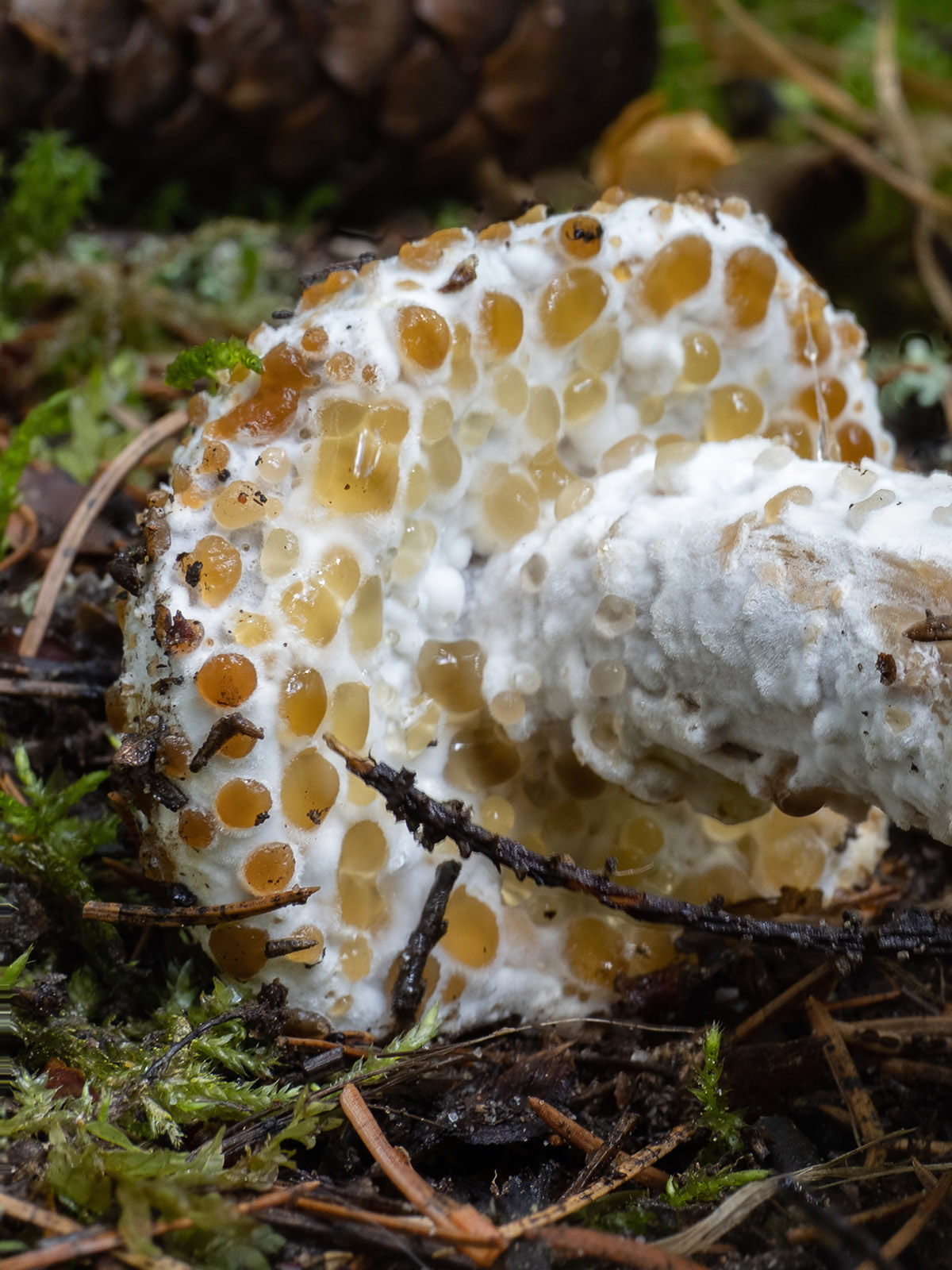 Гипомицес золотистоспоровый (Hypomyces chrysospermus), природный парк G?rv?ln, июль 2020 года. Автор фото: Сутормина Марина