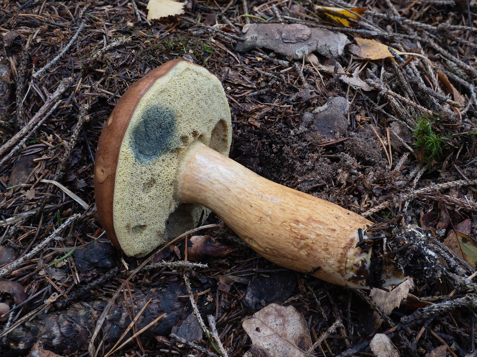 Польский гриб (Imleria badia)Польский гриб (Imleria badia) в природном парке G?rv?ln, Стокгольм, октябрь 2020 года. Автор фото: Сутормина Марина