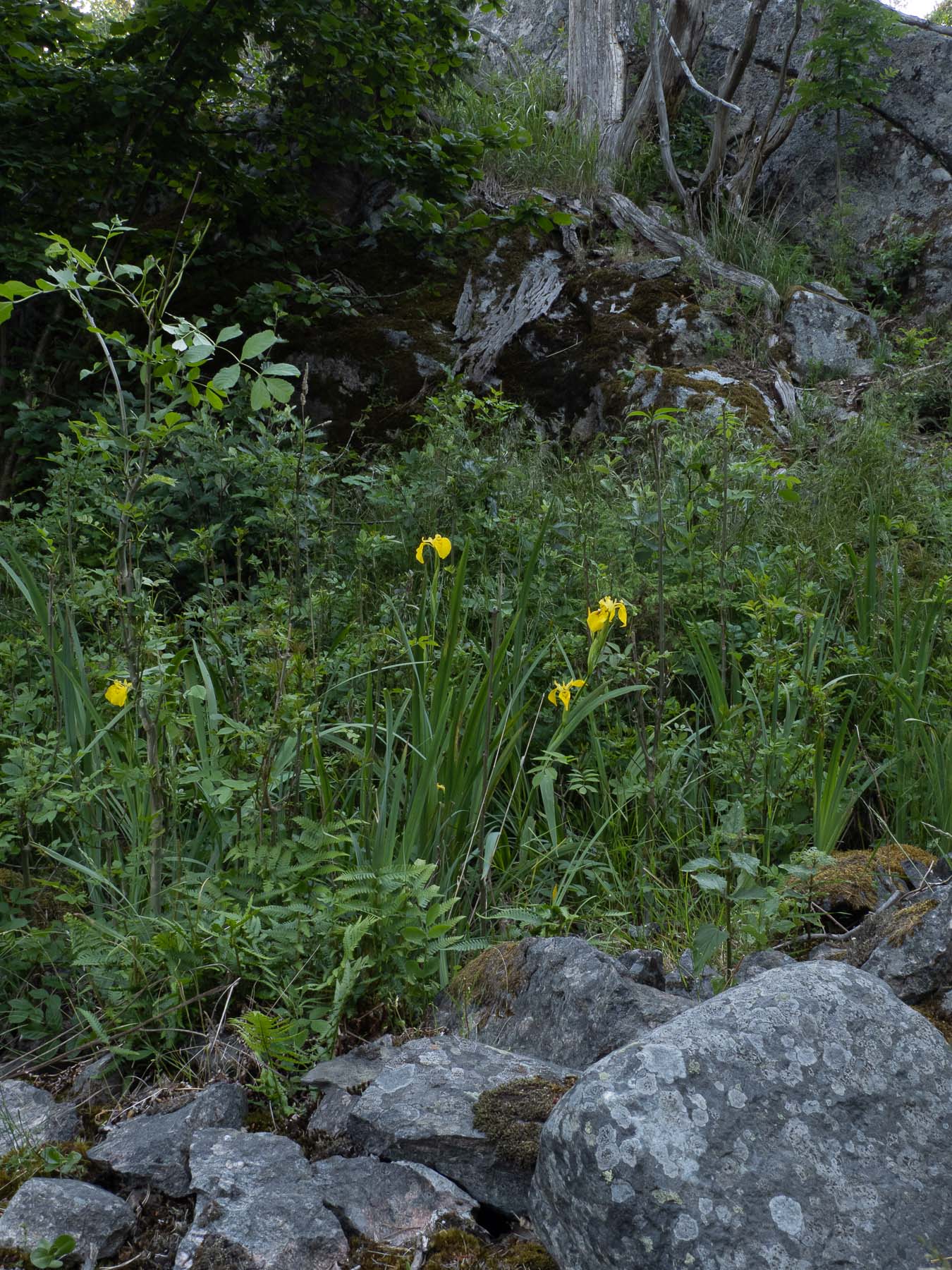 Ирис ложноаировый (Iris pseudacorus)Ирис ложноаировый (Iris pseudacorus) в природном парке Bj?rn?, Стокгольм, июнь 2020 года. Автор фото: Сутормина Марина