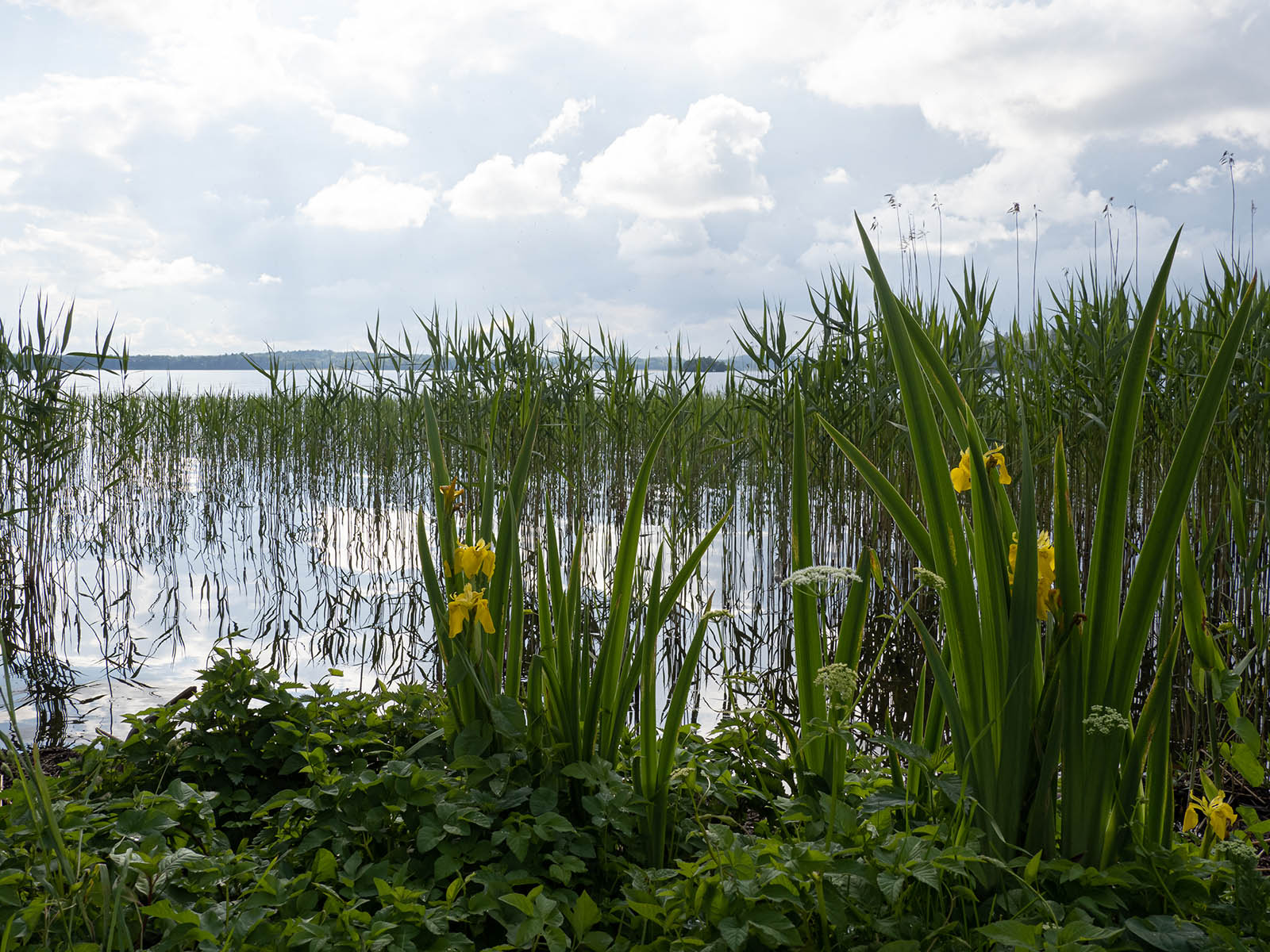 Ирис ложноаировый (Iris pseudacorus) на берегу озера M?laren, Стокгольм, июнь 2020 года. Автор фото: Сутормина Марина