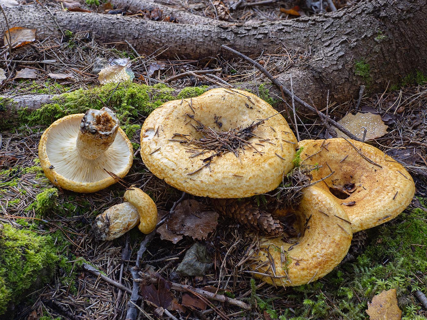 Груздь жёлтый (Lactarius scrobiculatus)Груздь жёлтый (Lactarius scrobiculatus) в еловом лесу. Природный парк G?rv?ln, Стокгольм, октябрь 2020 года. Автор фото: Сутормина Марина