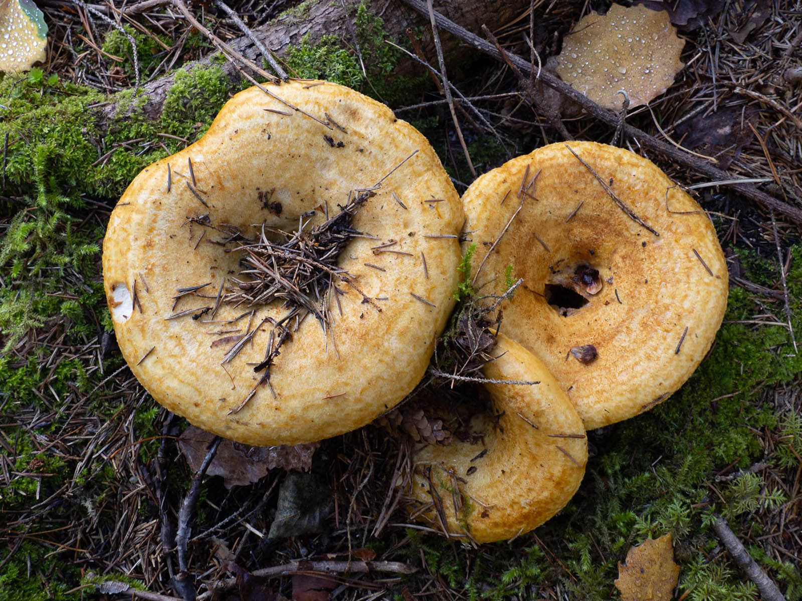 Груздь жёлтый (Lactarius scrobiculatus) в еловом лесу. Природный парк G?rv?ln, Стокгольм, октябрь 2020 года. Автор фото: Сутормина Марина