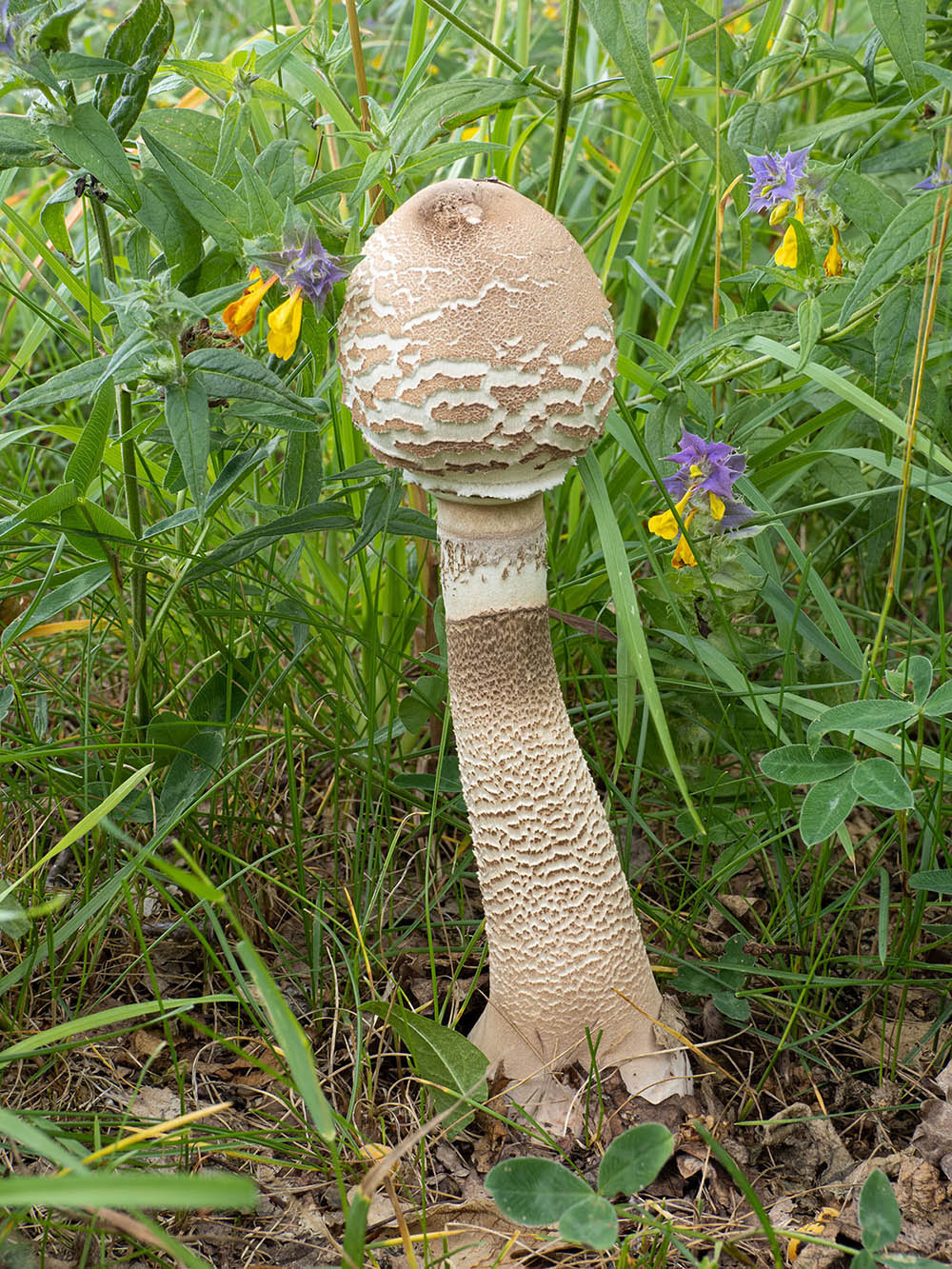 Гриб-зонтик высокий (Macrolepiota procera)Гриб-зонтик высокий (Macrolepiota procera) в природном парке G?rv?ln, Стокгольм. Июль 2020 года. Автор фото: Сутормина Марина