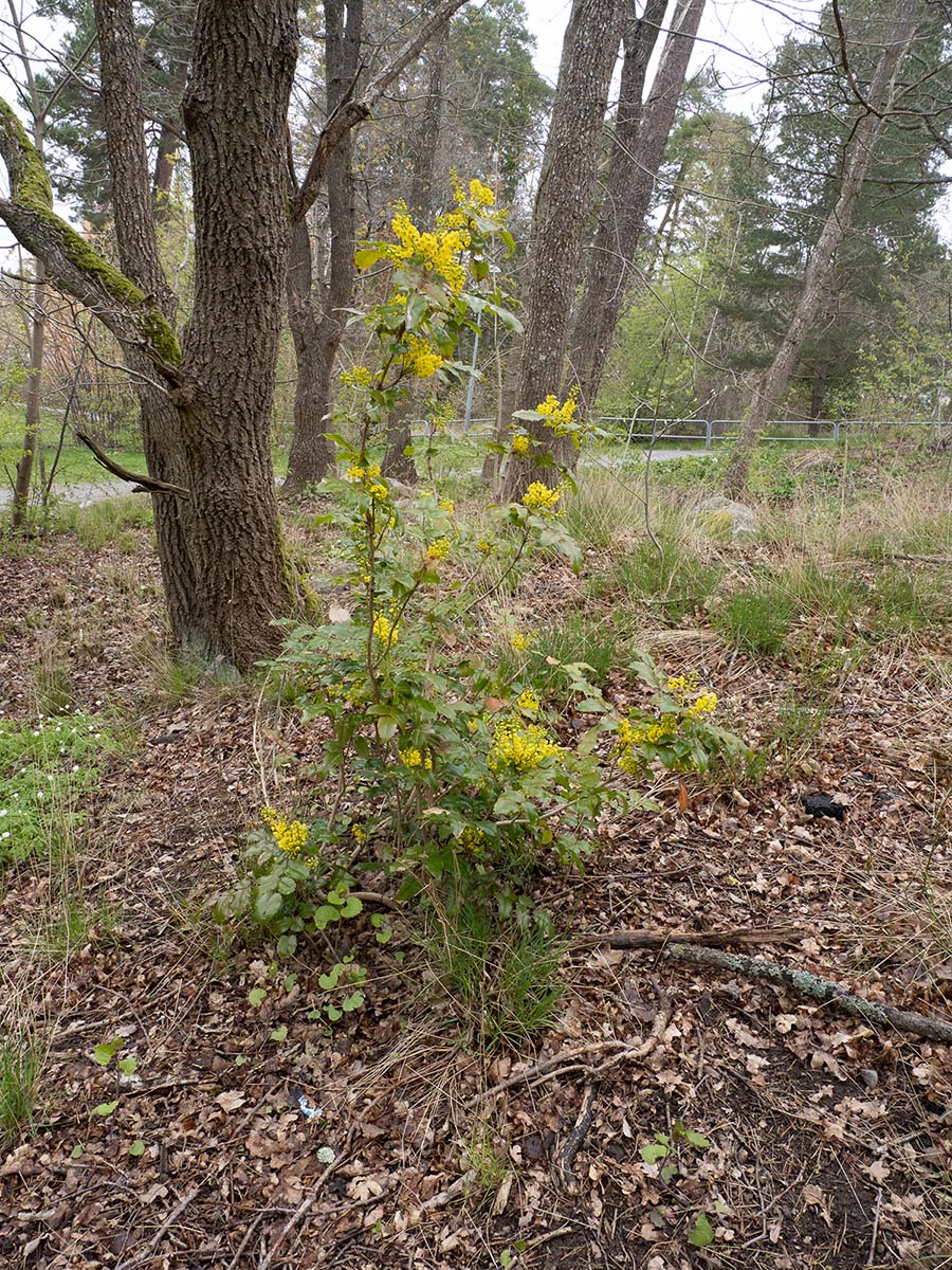 Магония падуболистная (Mahonia aquifolium). Стокгольм, май 2020 года. Автор фото: Сутормина Марина
