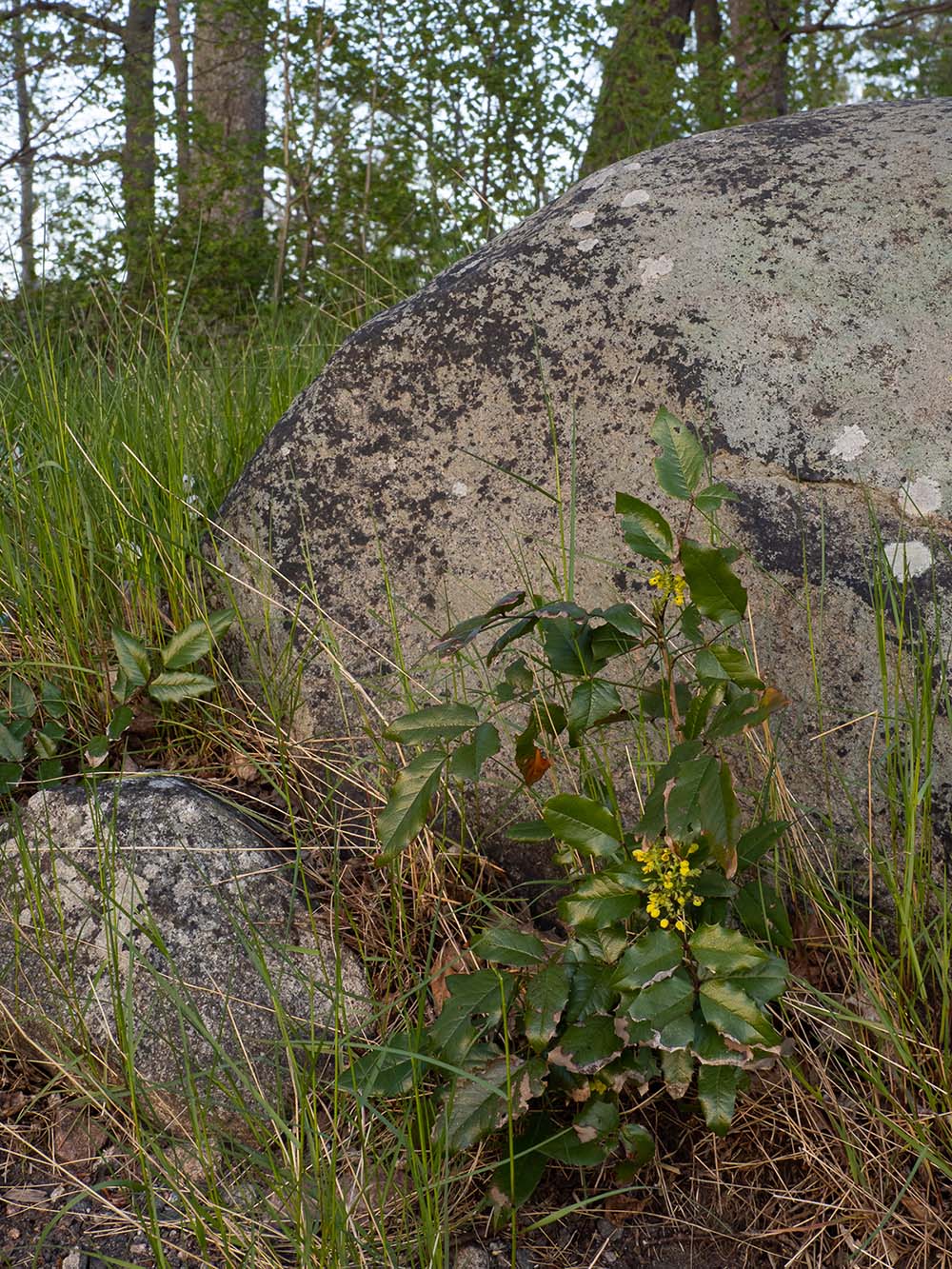 Магония падуболистная (Mahonia aquifolium). Стокгольм, май 2020 года. Автор фото: Сутормина Марина