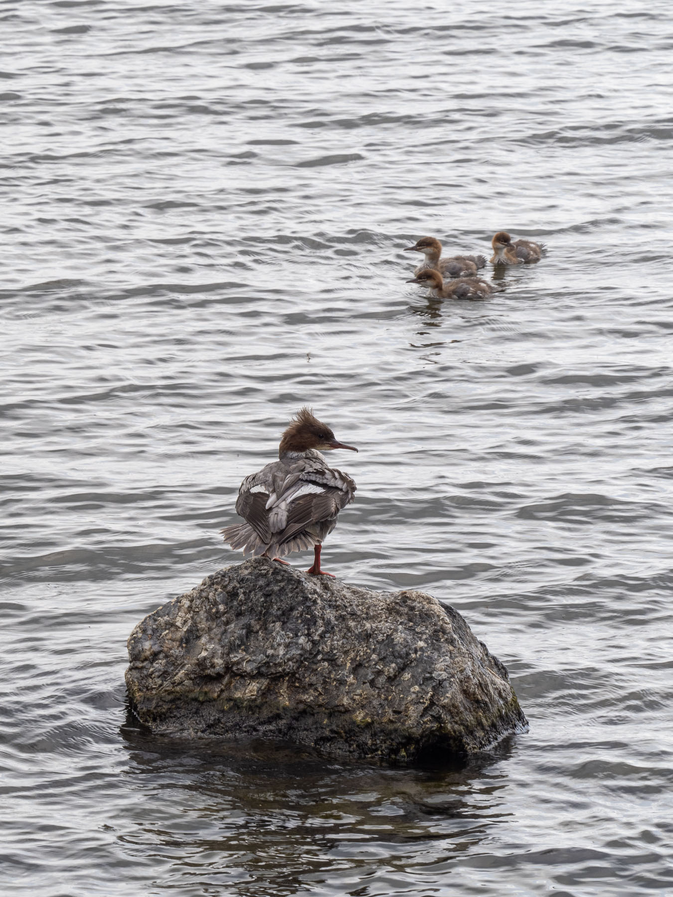 Большой крохаль (Mergus merganser).
Самка с птенцами на берегу озера M?laren, Стокгольм. Июль 2020 года. Автор фото: Сутормина Марина