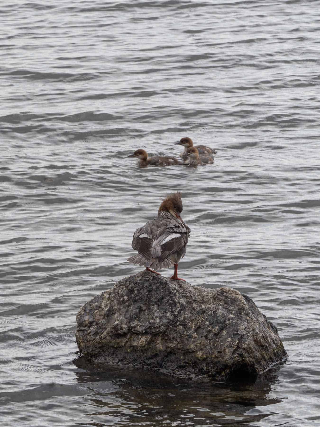 Большой крохаль (Mergus merganser).
Самка с птенцами на берегу озера M?laren, Стокгольм. Июль 2020 года. Автор фото: Сутормина Марина