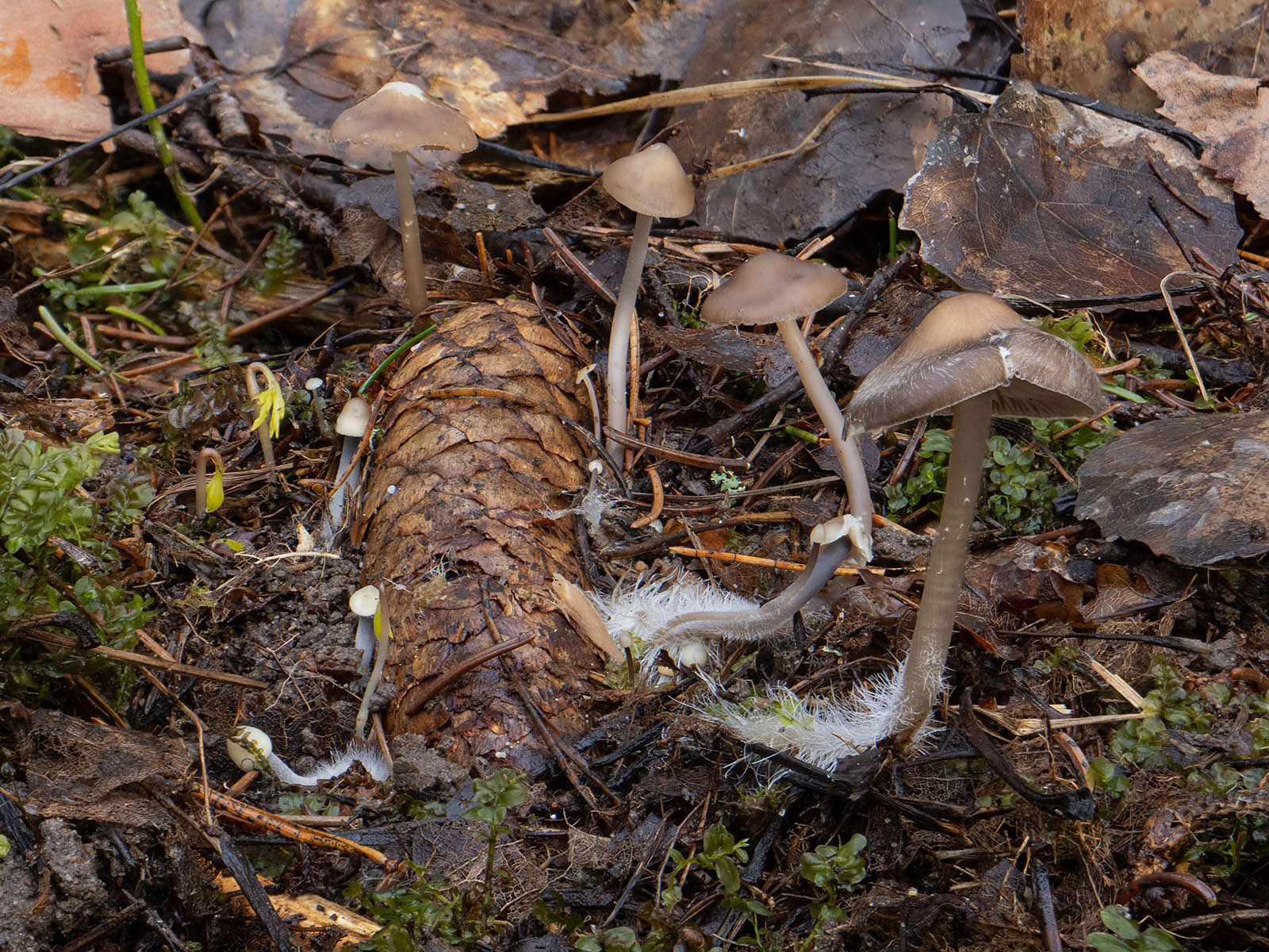 Мицена шишколюбивая (Mycena plumipes - принятое в Скандинавии имя для Mycena strobilicola) на еловых шишках в природном парке G?rv?ln, Стокгольм, март 2020 года. Автор фото: Сутормина Марина
