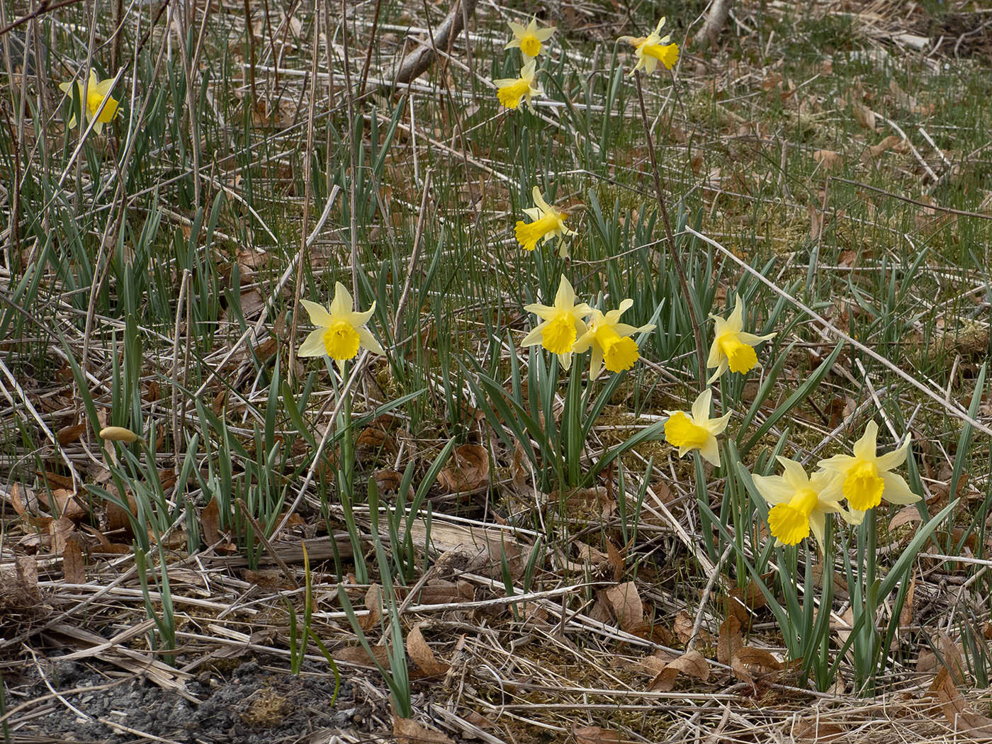 Нарцисс ложный (Narcissus pseudonarcissus) в природном парке G?rv?ln, Стокгольм, апрель 2020 года. Автор фото: Сутормина Марина