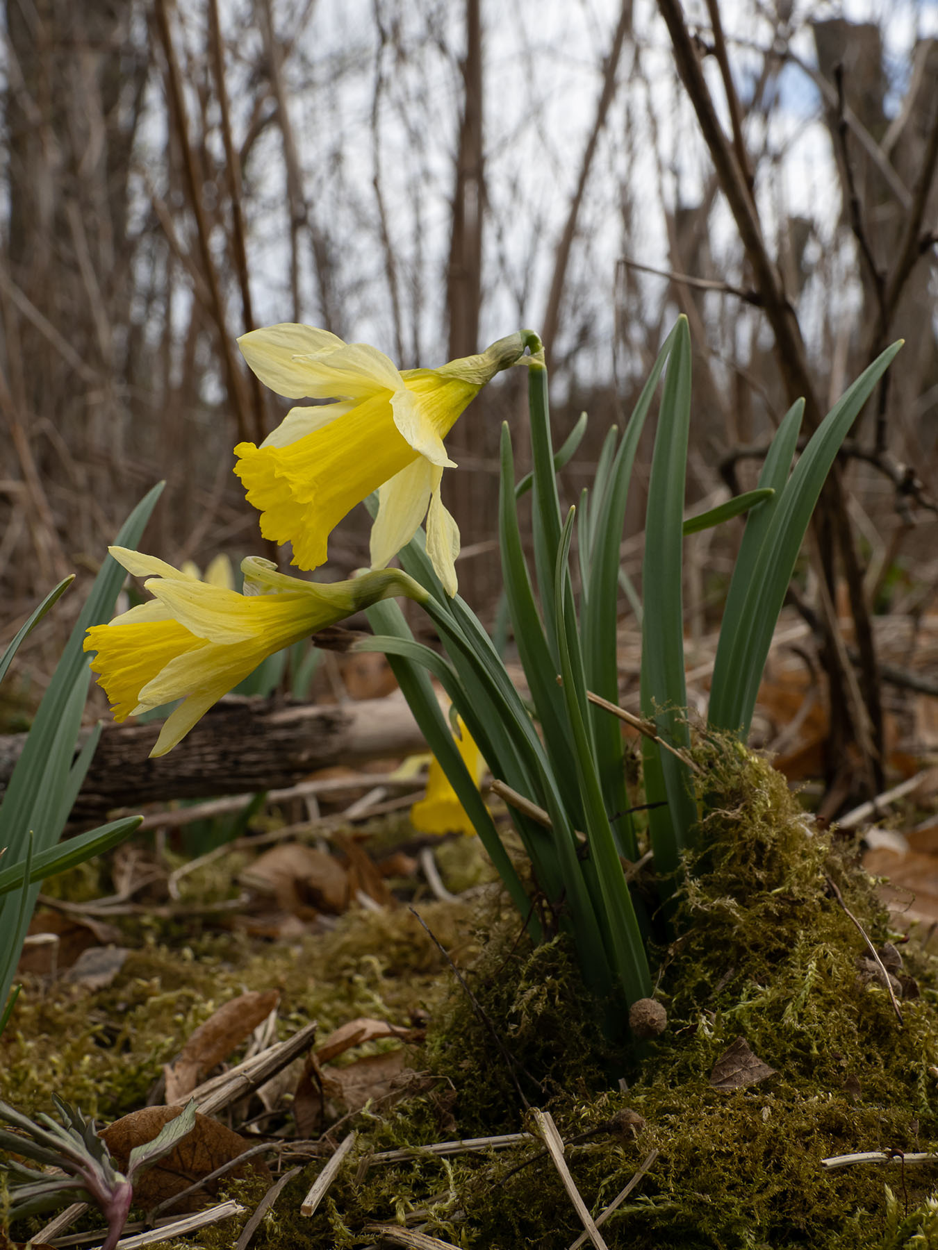 Нарцисс ложный (Narcissus pseudonarcissus) Автор: Сутормина Марина