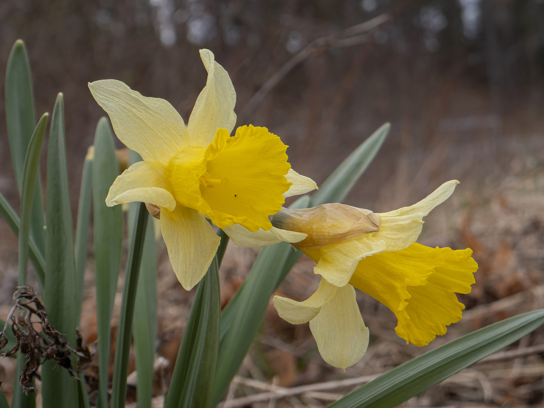 Нарцисс ложный (Narcissus pseudonarcissus)Нарцисс ложный (Narcissus pseudonarcissus) в природном парке G?rv?ln, Стокгольм, апрель 2020 года. Автор фото: Сутормина Марина