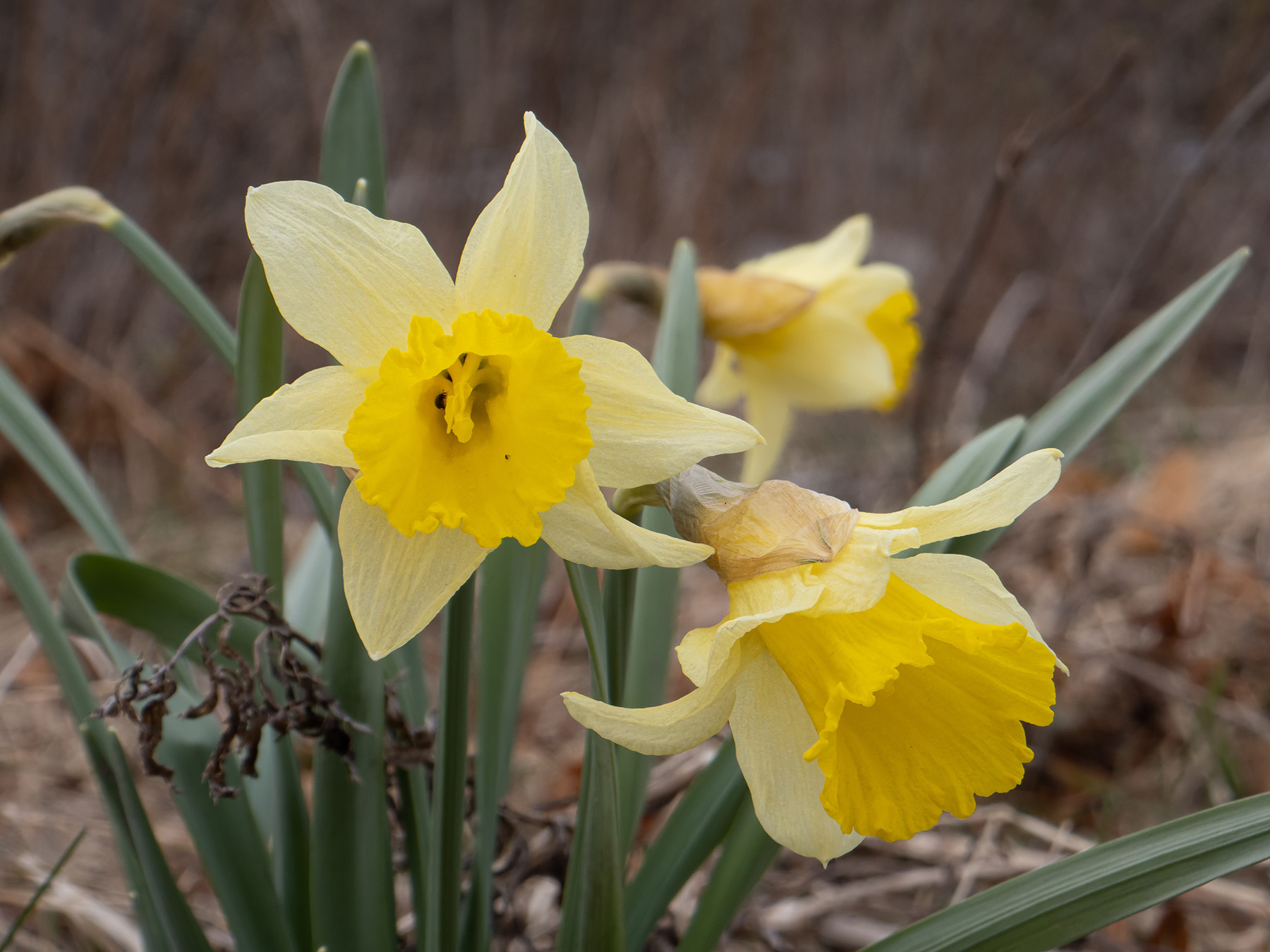 Нарцисс ложный (Narcissus pseudonarcissus) в природном парке G?rv?ln, Стокгольм, апрель 2020 года. Автор фото: Сутормина Марина