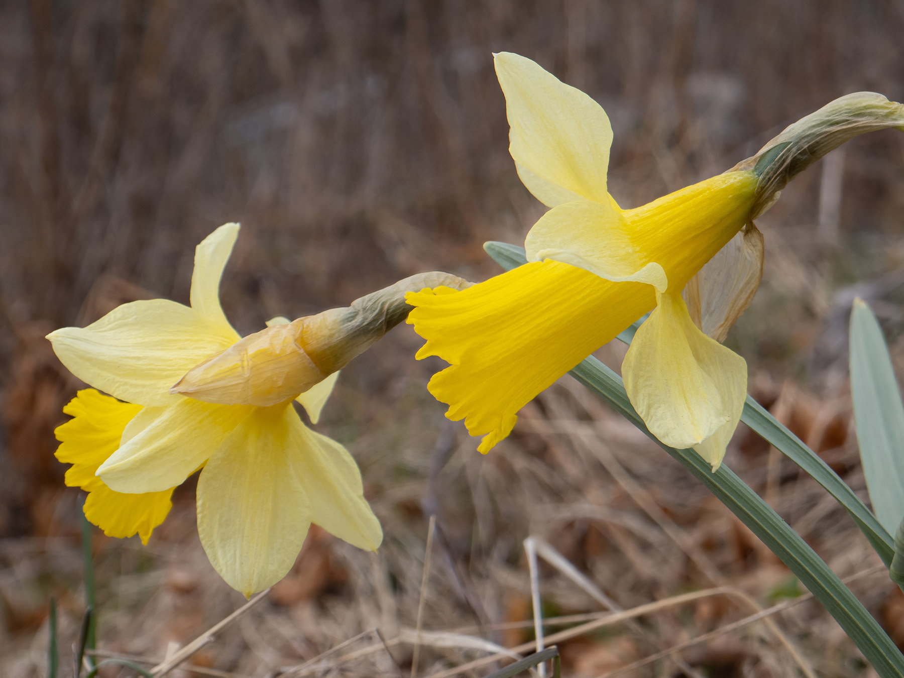 Нарцисс ложный (Narcissus pseudonarcissus)Нарцисс ложный (Narcissus pseudonarcissus) в природном парке G?rv?ln, Стокгольм, апрель 2020 года. Автор фото: Сутормина Марина