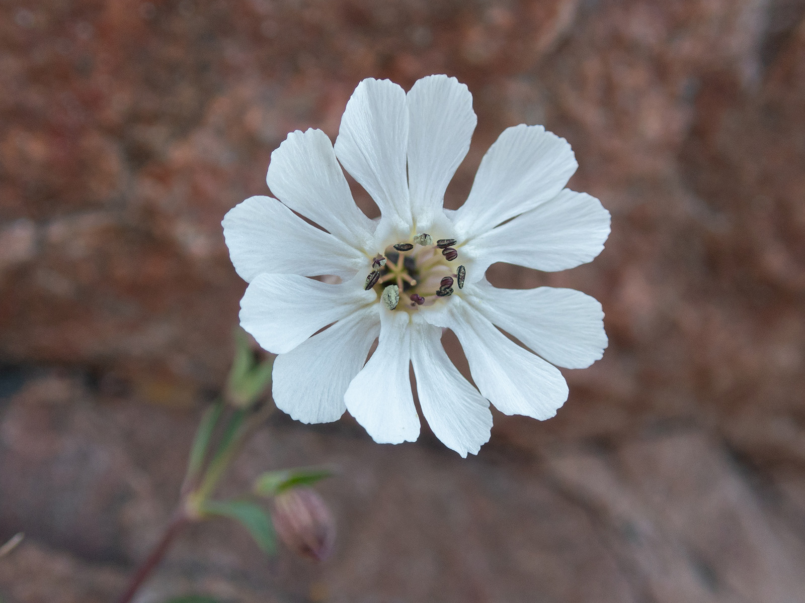 Смолёвка одноцветковая (Silene uniflora). Автор: Сутормина Марина