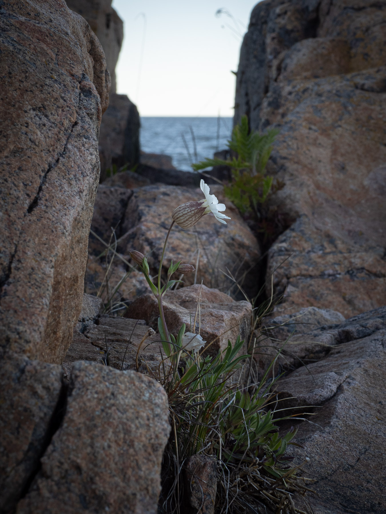 Смолёвка одноцветковая (Silene uniflora) на берегу балтийского моря. Природный парк Kapplasse, май 2020 года. Автор фото: Сутормина Марина