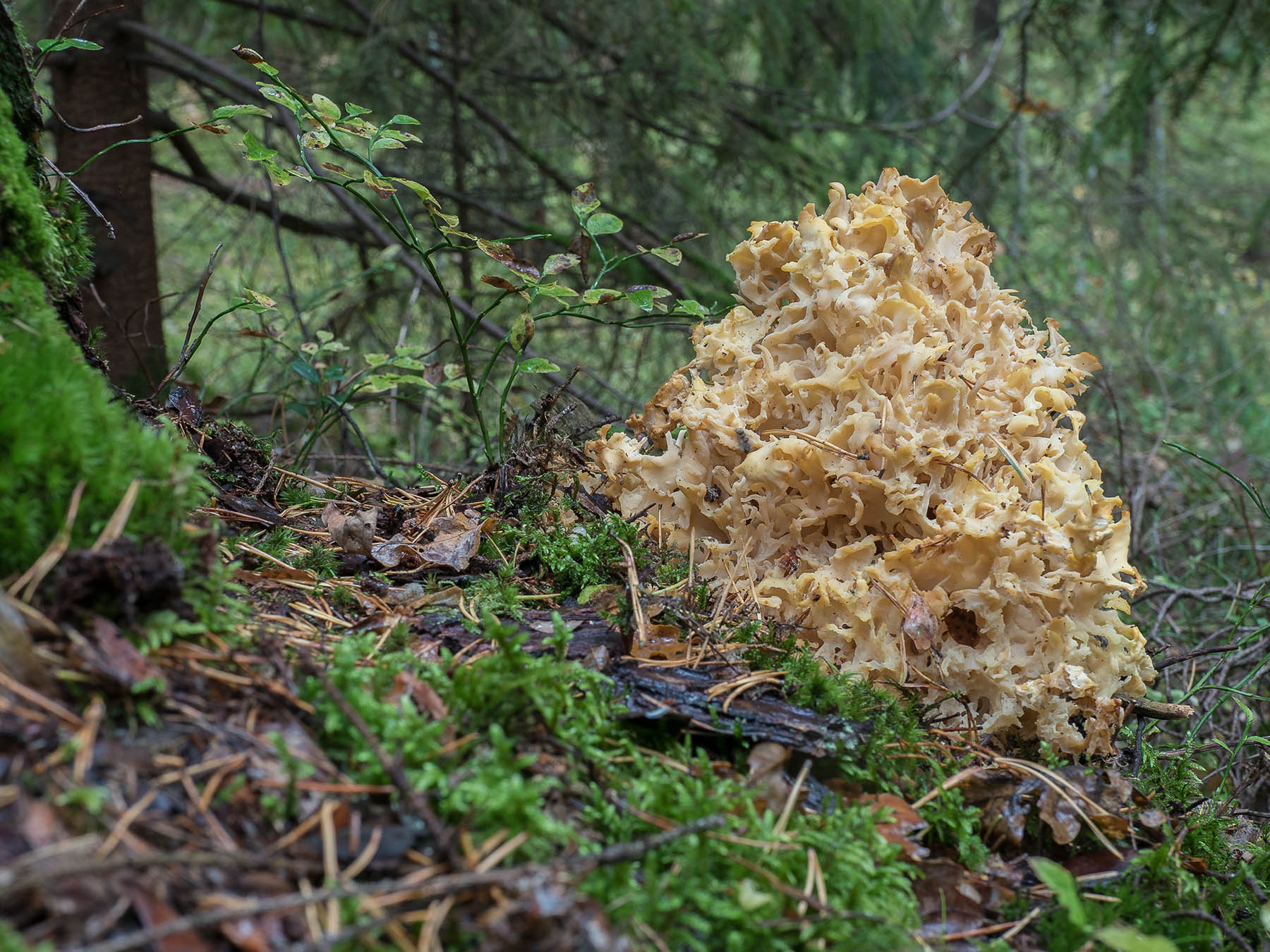 Спарассис курчавый (Sparassis crispa). В Швеции известен под именем «Гриб-цветная капуста», паразитирует на хвойных деревьях, как правило сосне, охранного статуса не имеет. Автор фото: Сутормина Марина