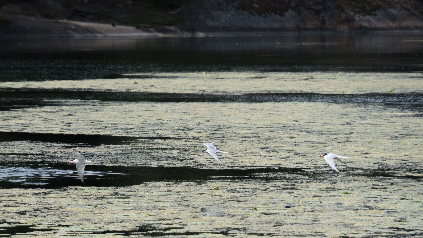 Речная крачка (Sterna hirundo)Речная крачка (Sterna hirundo) встречается в южной части Швеции. Перелётная птица, гнездится как у пресноводных водоёмов, так и около моря. Озеро Magelungen, Стокгольм, июнь 2016 года. Автор фото: Сутормина Марина