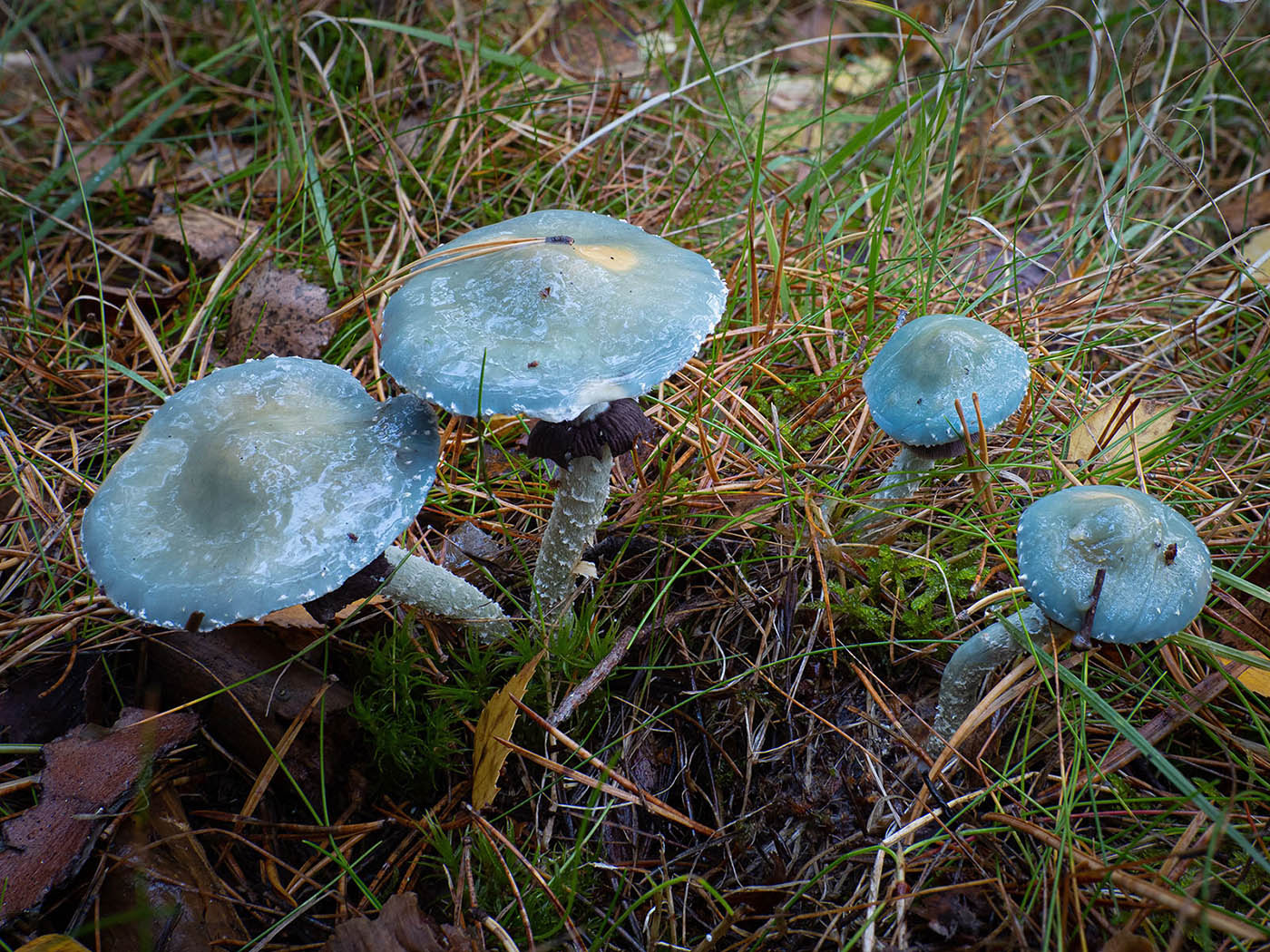 Строфария сине-зелёная (Stropharia aeruginosa)Строфария сине-зелёная (Stropharia aeruginosa) в еловом лесу, Стокгольм, октябрь 2020 года. Автор фото: Сутормина Марина