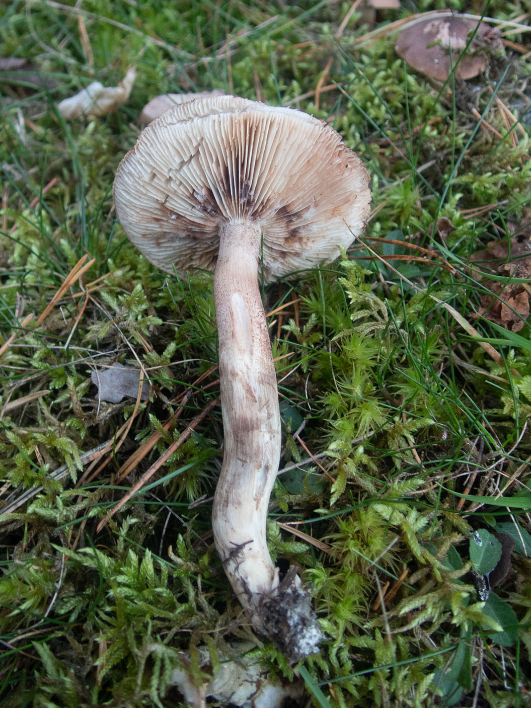 Рядовка чешуйчатая (Tricholoma imbricatum)Рядовка чешуйчатая (Tricholoma imbricatum) на пастбище в лесу, Стокгольм, октябрь 2020 года. Автор фото: Сутормина Марина