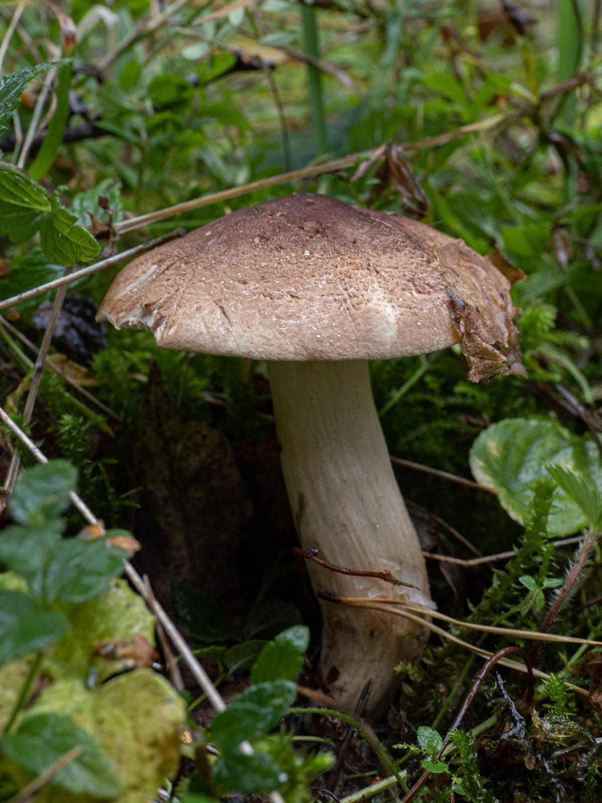 Рядовка чешуйчатая (Tricholoma imbricatum)Рядовка чешуйчатая (Tricholoma imbricatum) на пастбище в лесу, Стокгольм, октябрь 2020 года. Автор фото: Сутормина Марина