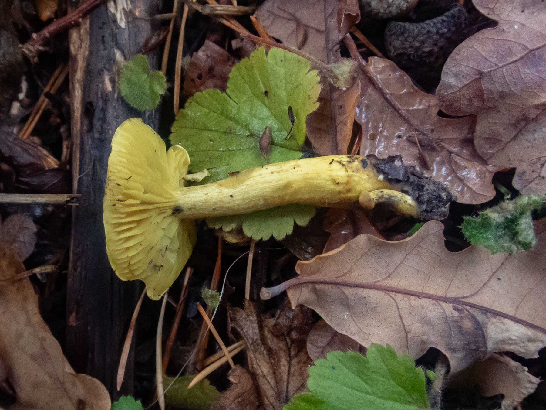 Рядовка серно-жёлтая (Tricholoma sulphureum) в природном парке G?rv?ln, октябрь 2020 года. Автор фото: Сутормина Марина