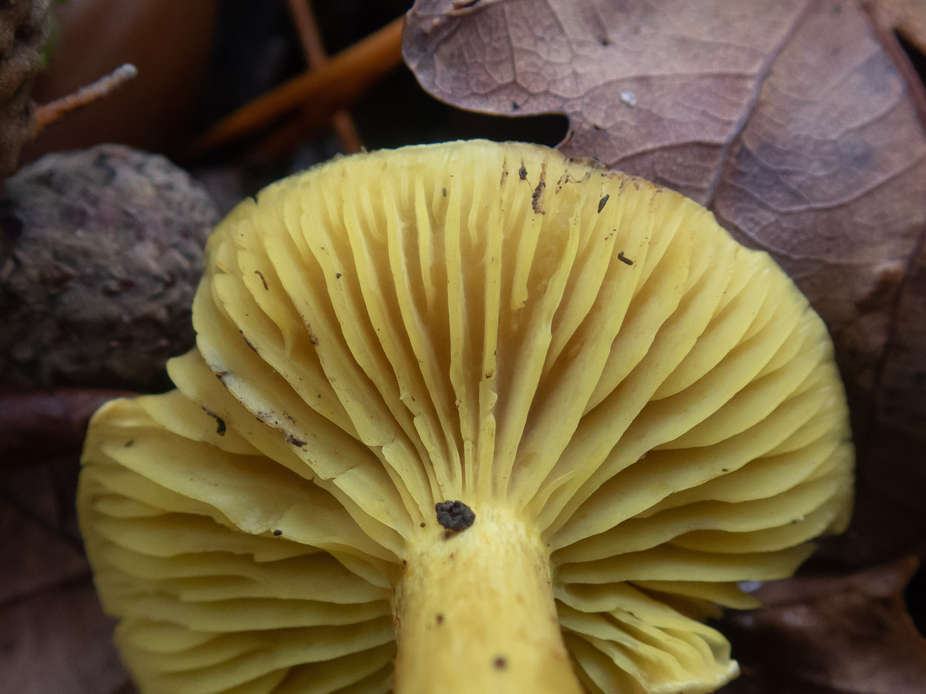 Рядовка серно-жёлтая (Tricholoma sulphureum) в природном парке G?rv?ln, октябрь 2020 года. Автор фото: Сутормина Марина