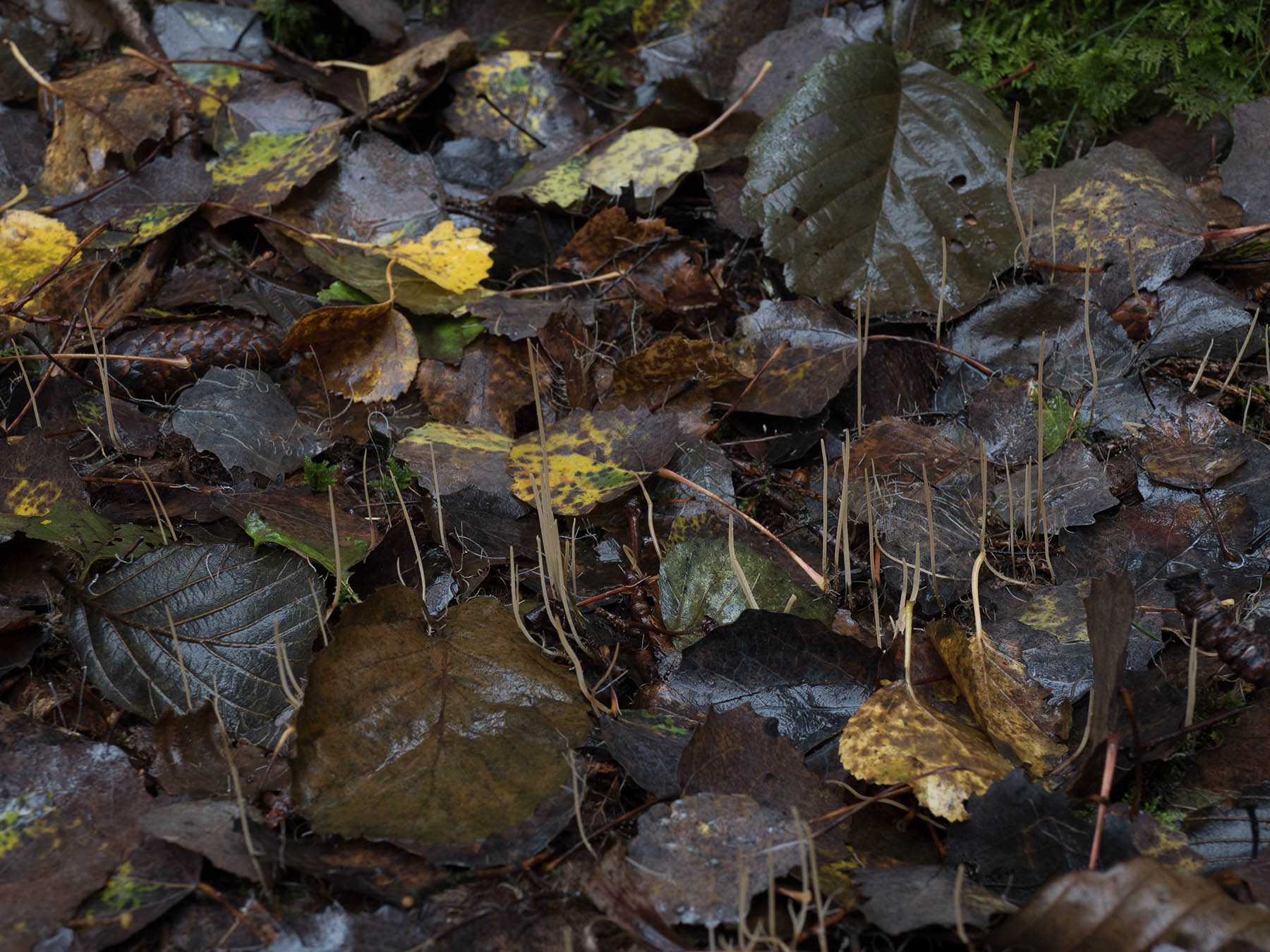 Typhula juncea (синонимы: Macrotyphula juncea, Clavariadelphus junceus) растущие на лиственном опаде в природном парке G?rv?lns naturreservat, октябрь 2019 года. Автор фото: Сутормина Марина