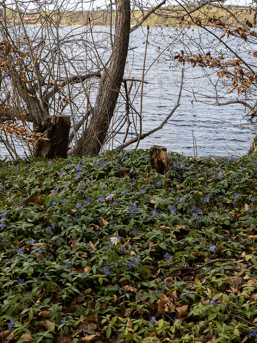 Барвинок малый (Vinca minor) на берегу озера M?laren, Стокгольм, апрель 2020 года. Автор фото: Сутормина Марина