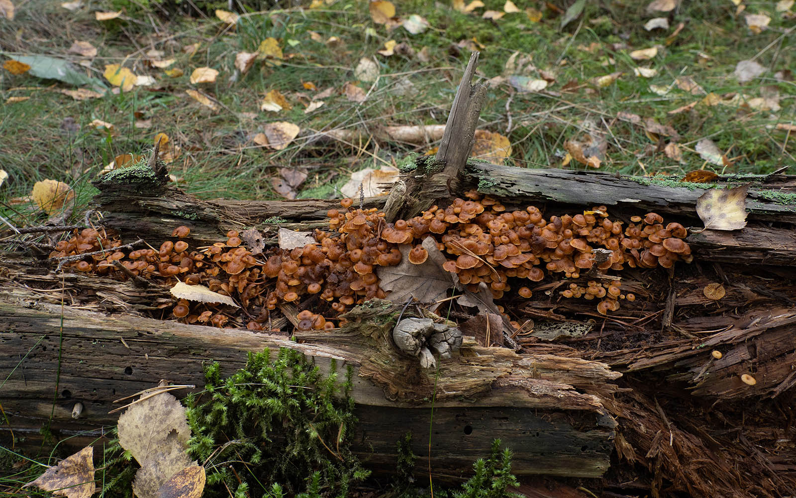 Ксеромфалина колокольчатая (Xeromphalina campanella) в природном парке G?rv?ln, Стокгольм, октябрь 2020 года. Автор фото: Сутормина Марина