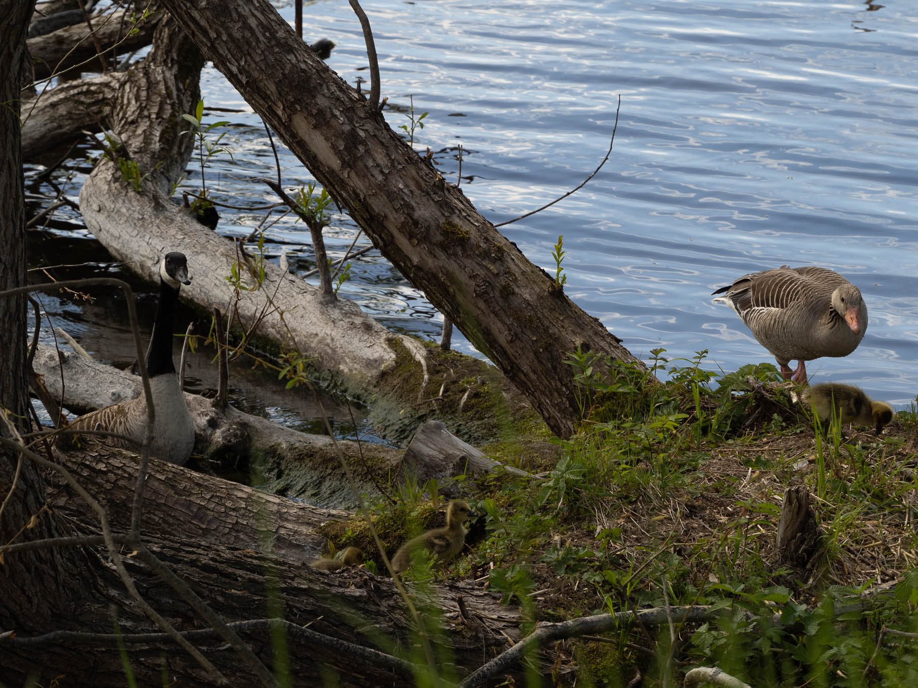 Гибрид серого гуся и канадской казарки (Anser anser x Branta canadensis). Автор: Сутормина Марина
