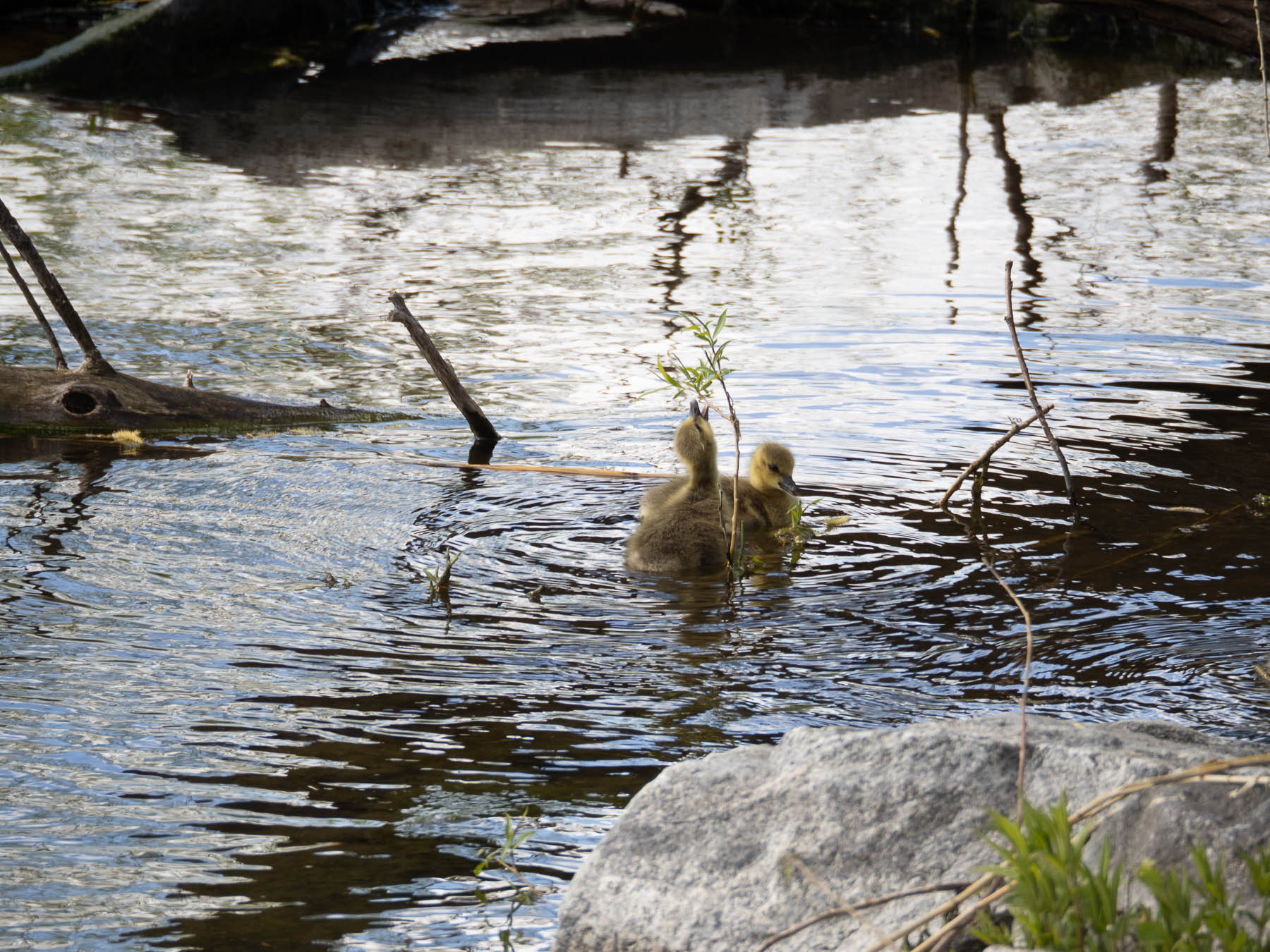 Гибрид серого гуся и канадской казарки (Anser anser x Branta canadensis)Озеро Mälaren, Швеция. Май 2020 г. Автор фото: Сутормина Марина