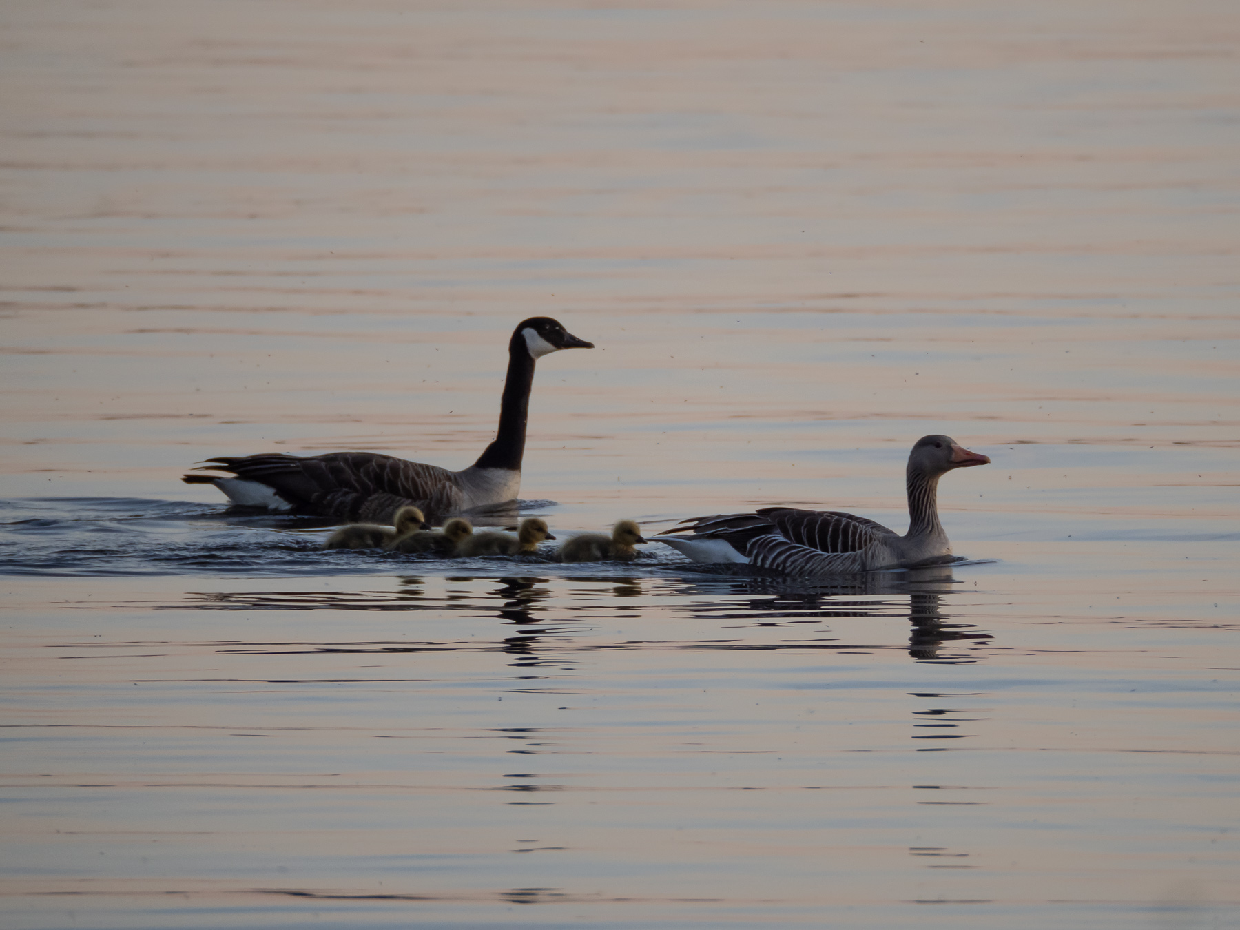 Гибрид серого гуся и канадской казарки (Anser anser x Branta canadensis)Озеро Mälaren, Швеция. Май 2020 г. Автор фото: Сутормина Марина