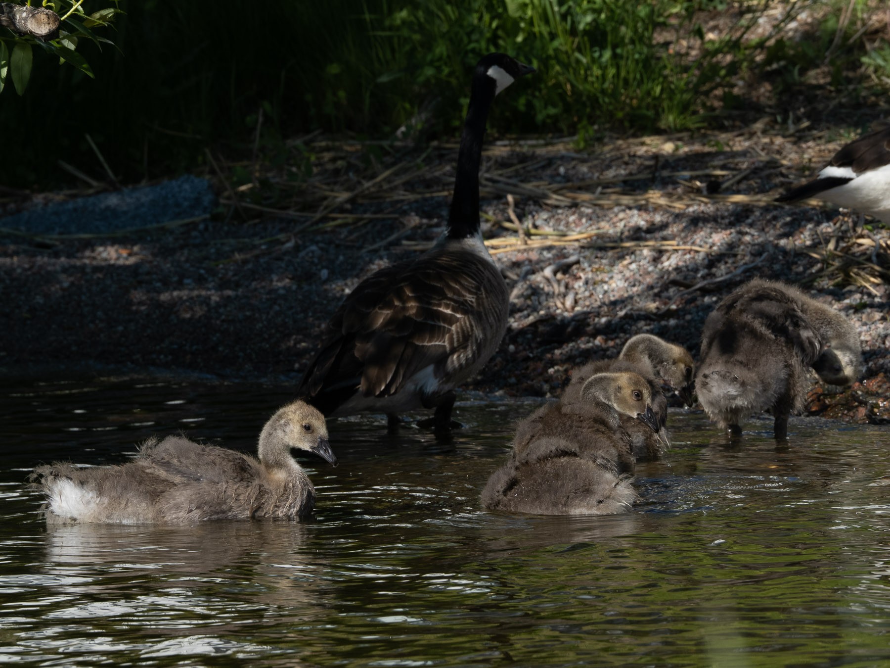 Гибрид серого гуся и канадской казарки (Anser anser x Branta canadensis)На берегу озера Mälaren, лето и осень 2020 года. Автор фото: Сутормина Марина