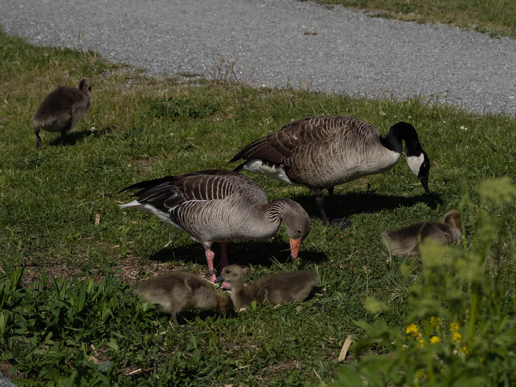 Гибрид серого гуся и канадской казарки (Anser anser x Branta canadensis)Озеро Mälaren, Стокгольм, июнь 2020. Автор фото: Сутормина Марина