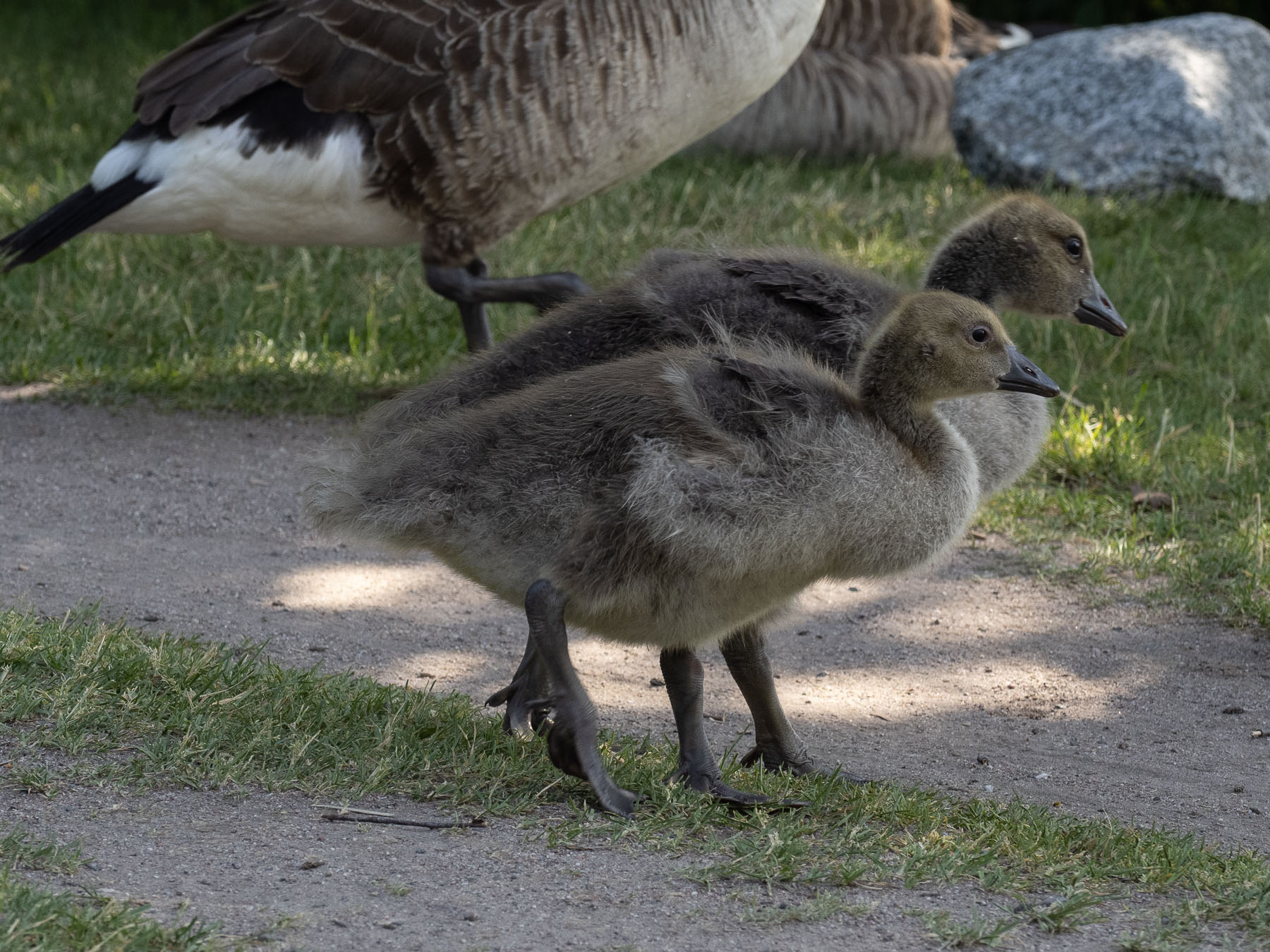 Гибрид серого гуся и канадской казарки (Anser anser x Branta canadensis)Озеро Mälaren. Июль 2020 года. Автор фото: Сутормина Марина