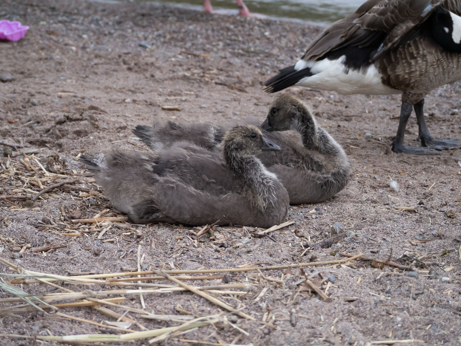 Гибрид серого гуся и канадской казарки (Anser anser x Branta canadensis)Озеро Mälaren. Июль 2020 года. Автор фото: Сутормина Марина