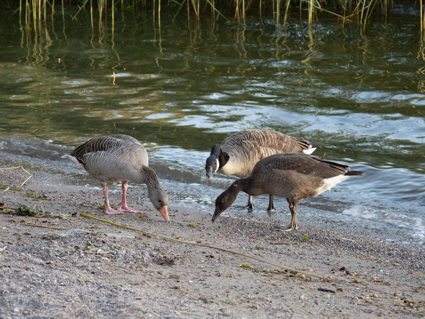 Гибрид серого гуся и канадской казарки (Anser anser x Branta canadensis)Озеро Mälaren, август 2020 года. Автор фото: Сутормина Марина