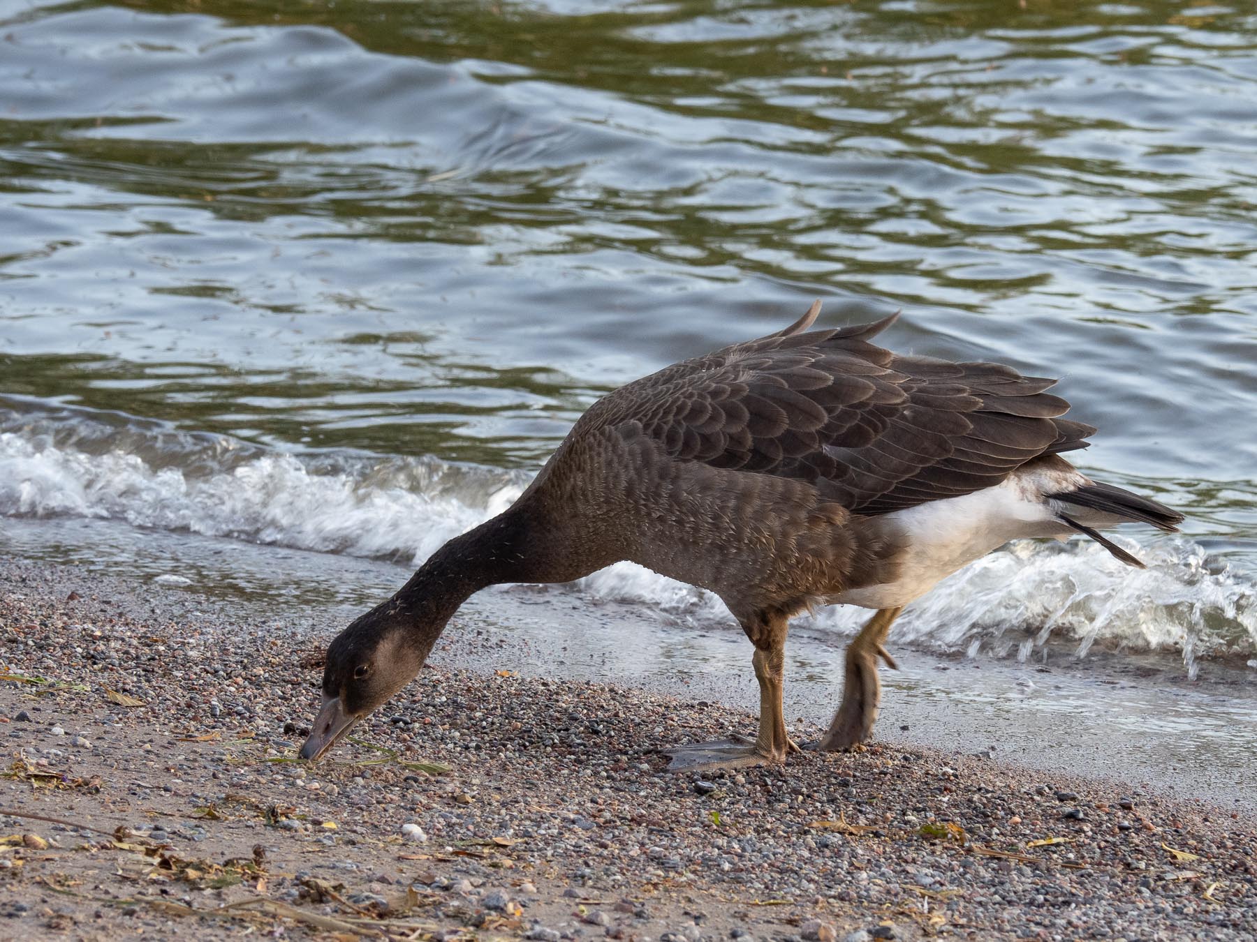 Гибрид серого гуся и канадской казарки (Anser anser x Branta canadensis)Озеро Mälaren, август 2020 года. Автор фото: Сутормина Марина