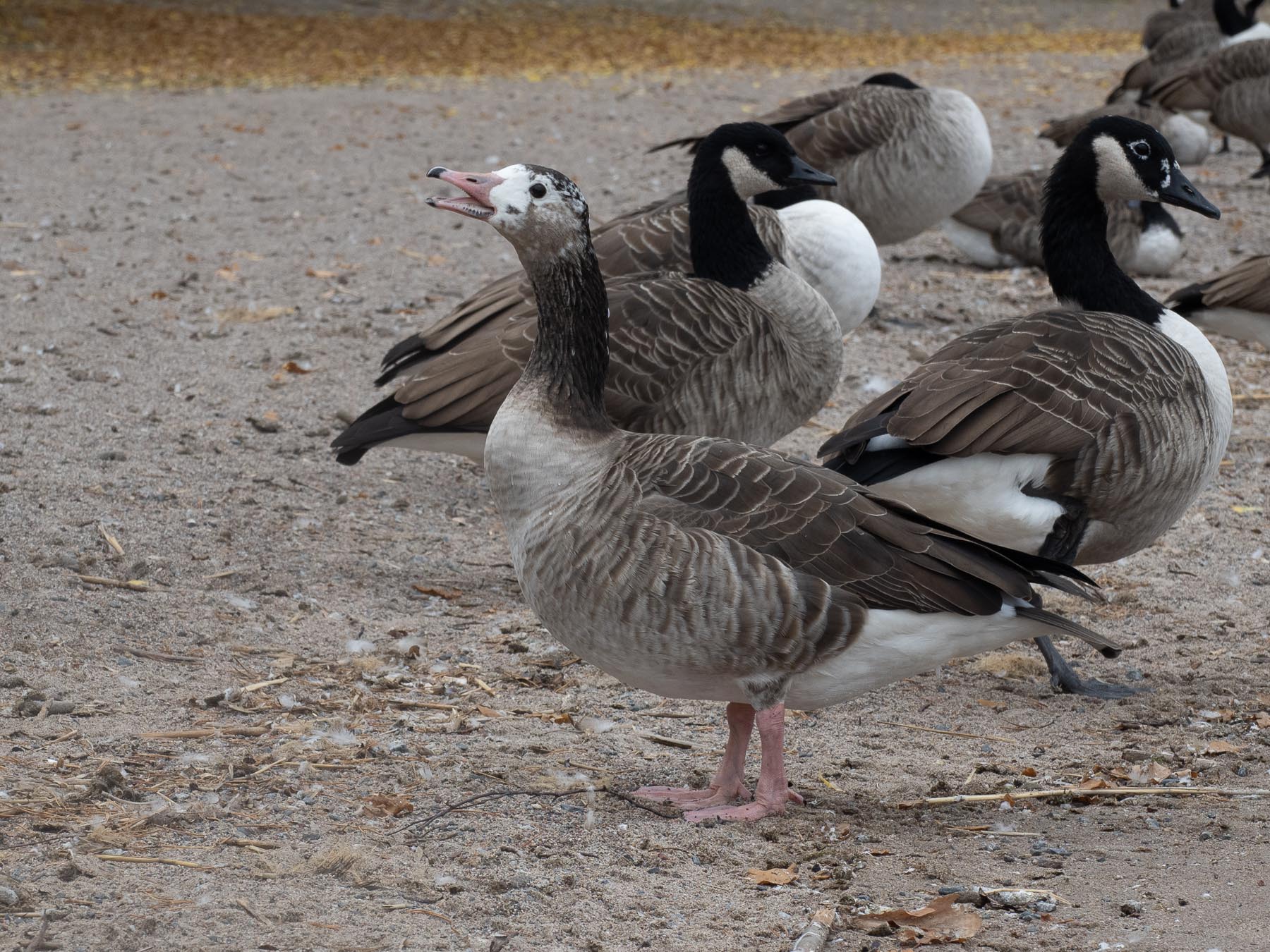 Гибрид серого гуся и канадской казарки (Anser anser x Branta canadensis)Озеро Mälaren, октябрь 2020.  Автор фото: Сутормина Марина