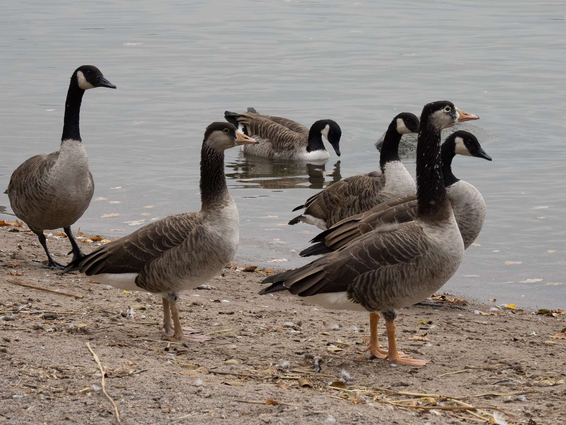 Гибрид серого гуся и канадской казарки (Anser anser x Branta canadensis)Озеро Mälaren, октябрь 2020.  Автор фото: Сутормина Марина