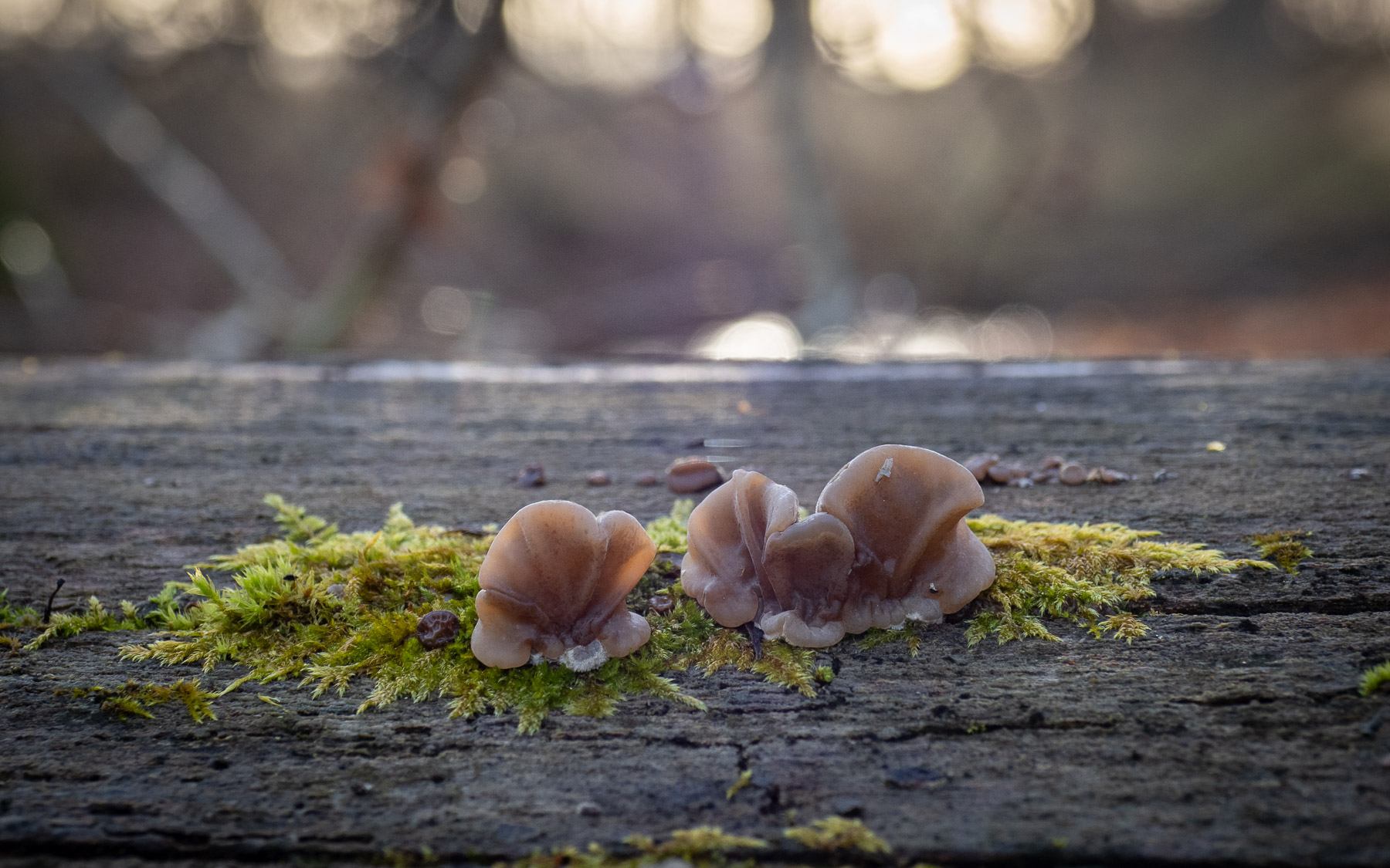 В буковом лесу на мёртвой древесине. Стокгольм, декабрь 2020. Автор фото: Сутормина Марина