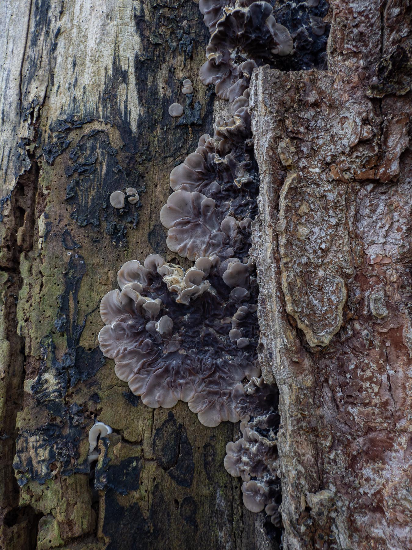 Аурикулярия извилистая (Auricularia mesenterica)В буковом лесу на мёртвой древесине. Стокгольм, декабрь 2020. Автор фото: Сутормина Марина