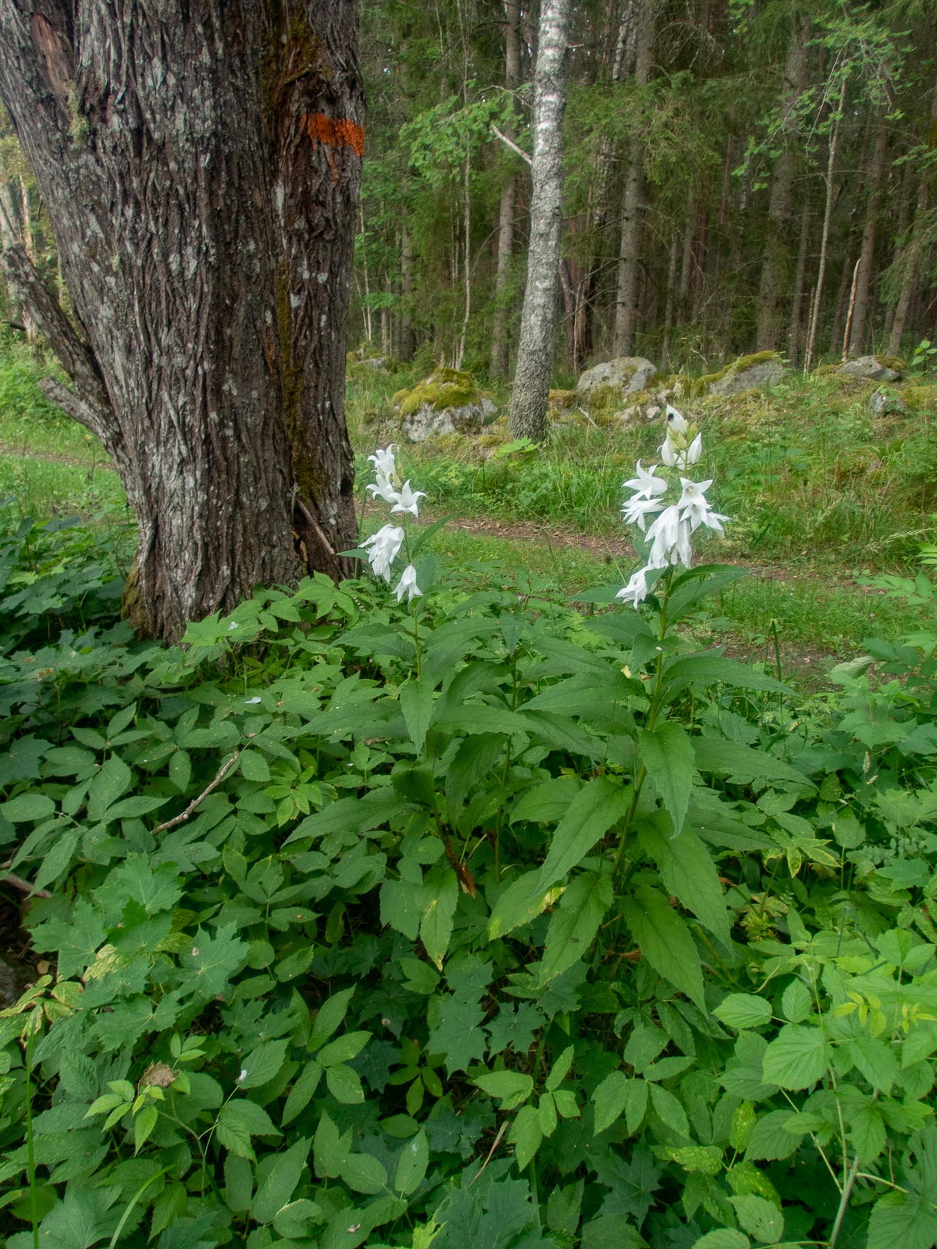 Колокольчик широколистный (Campanula latifolia)Белая форма.
Национальный парк F?rnebofj?rden, Швеция, июль 2021. Автор фото: Сутормина Марина