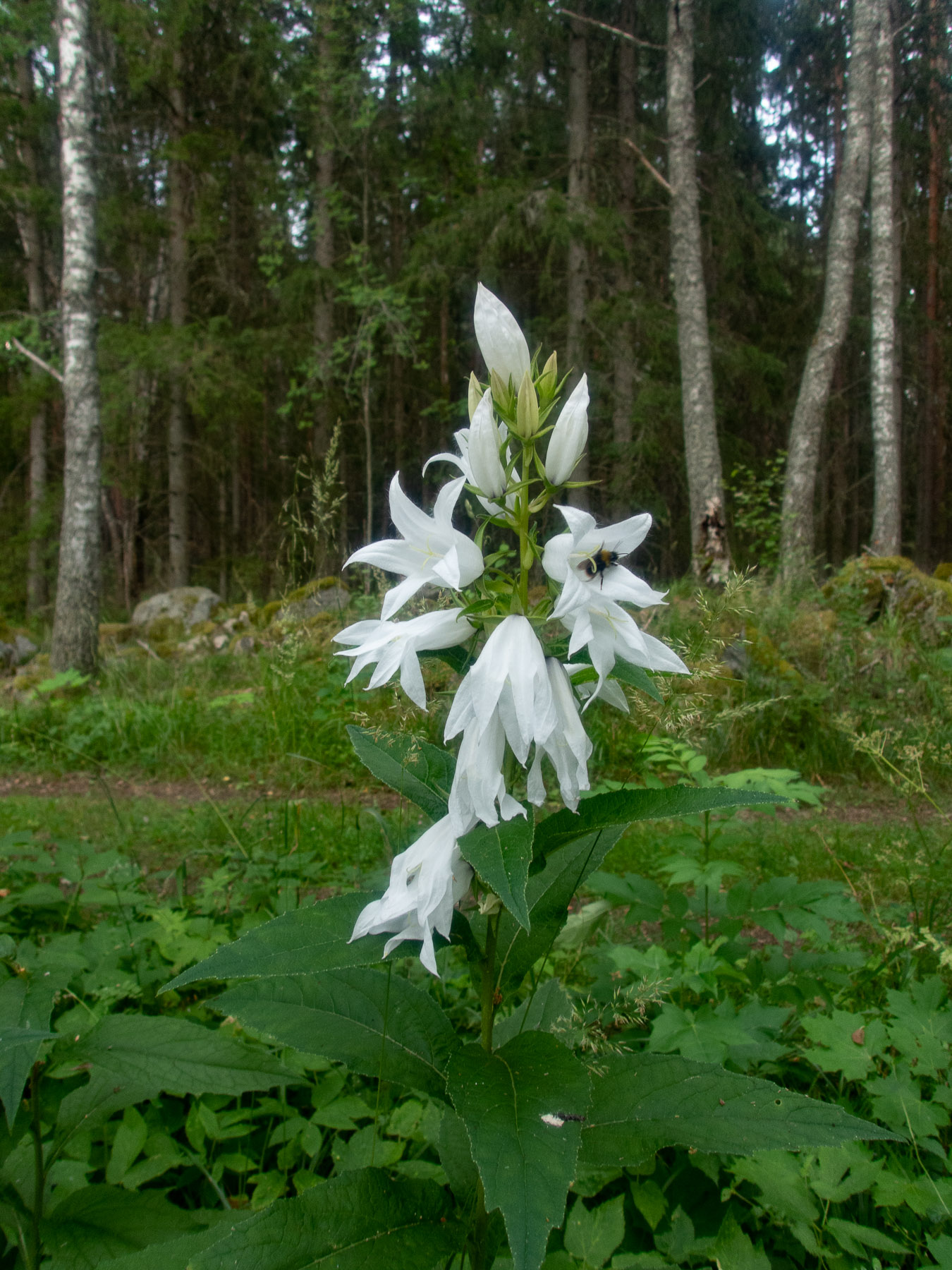 Белая форма.
Национальный парк F?rnebofj?rden, Швеция, июль 2021. Автор фото: Сутормина Марина