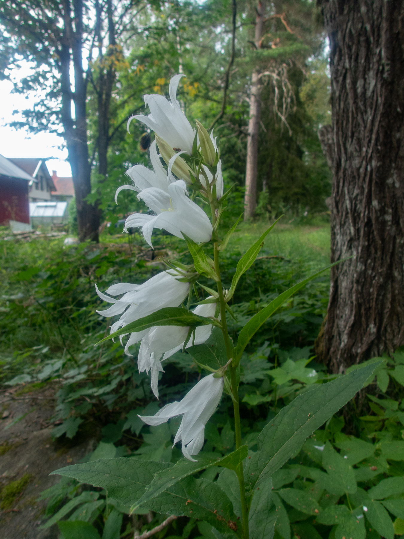 Колокольчик широколистный (Campanula latifolia)Белая форма.
Национальный парк F?rnebofj?rden, Швеция, июль 2021. Автор фото: Сутормина Марина